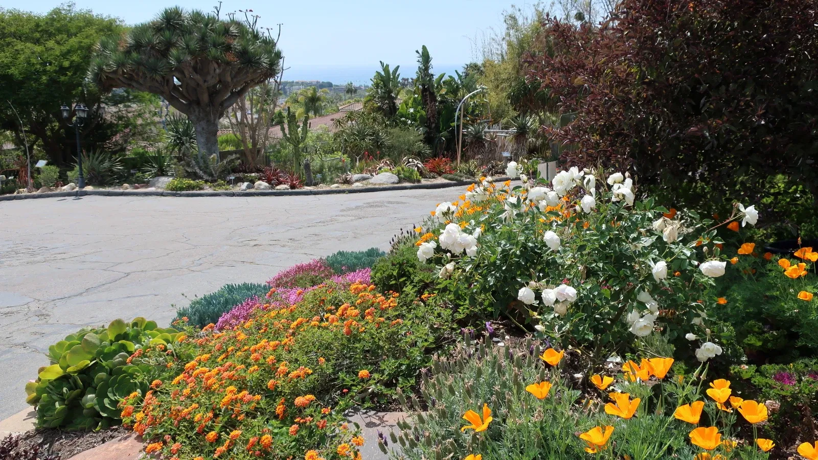 Jardín botánico de San Diego