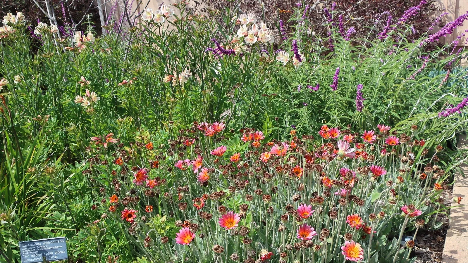 Jardín botánico de San Diego