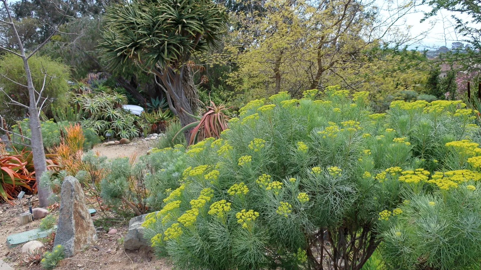San Diego Botanic Garden