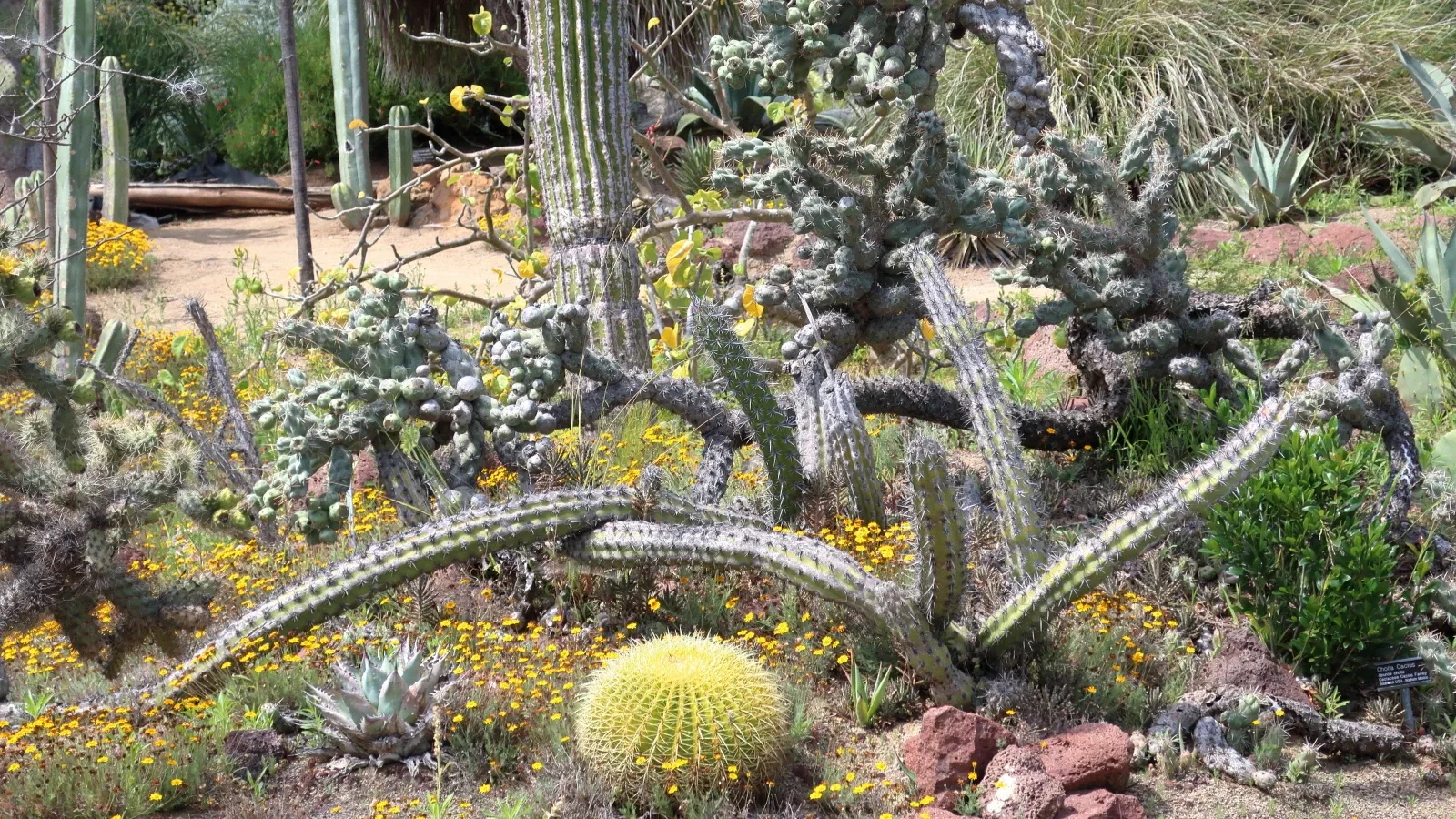 Jardín botánico de San Diego
