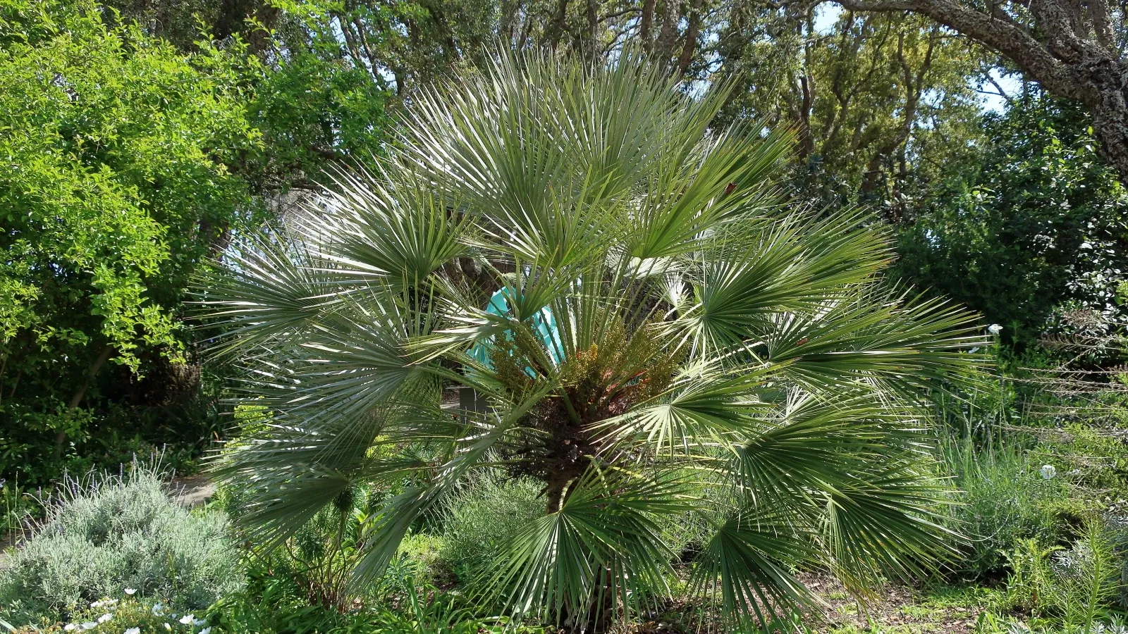 Jardín botánico de San Diego