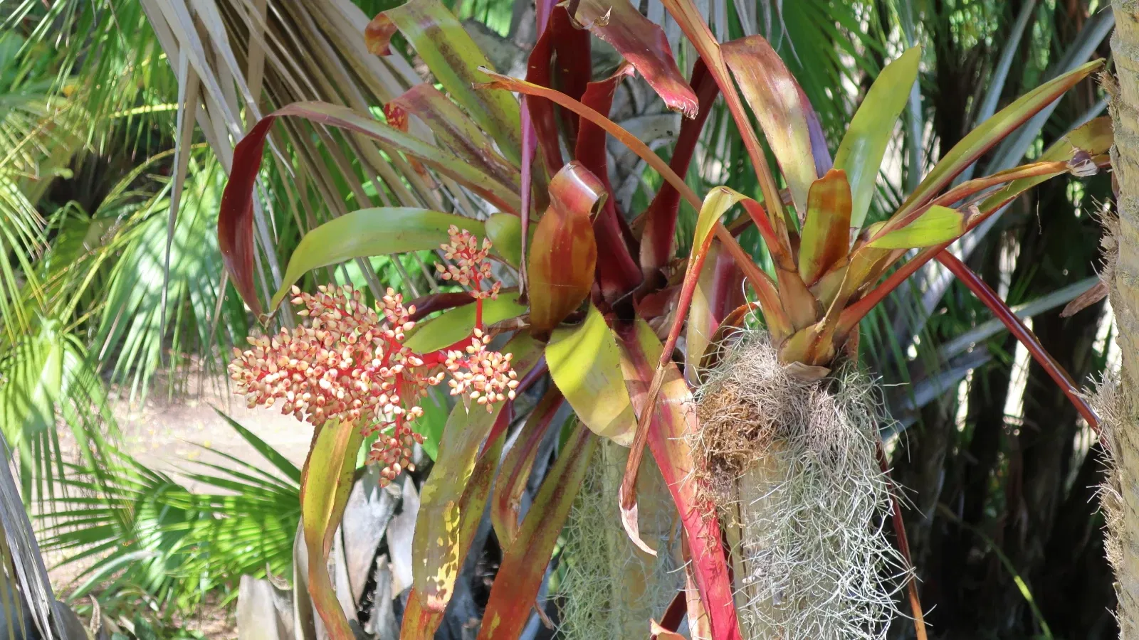 San Diego Botanic Garden