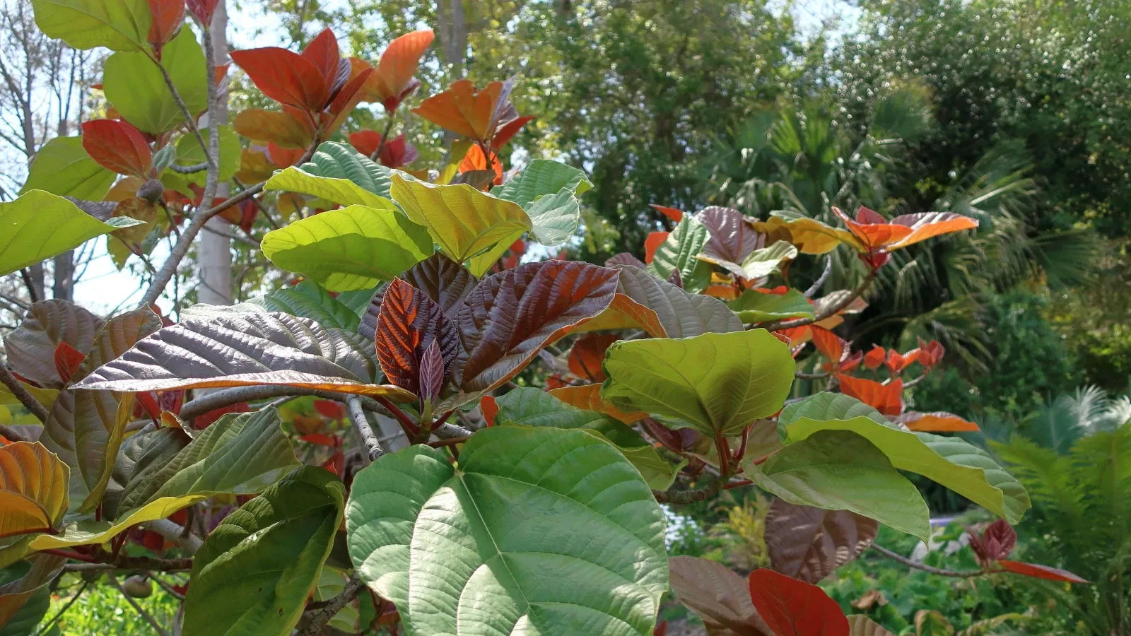 Jardín botánico de San Diego