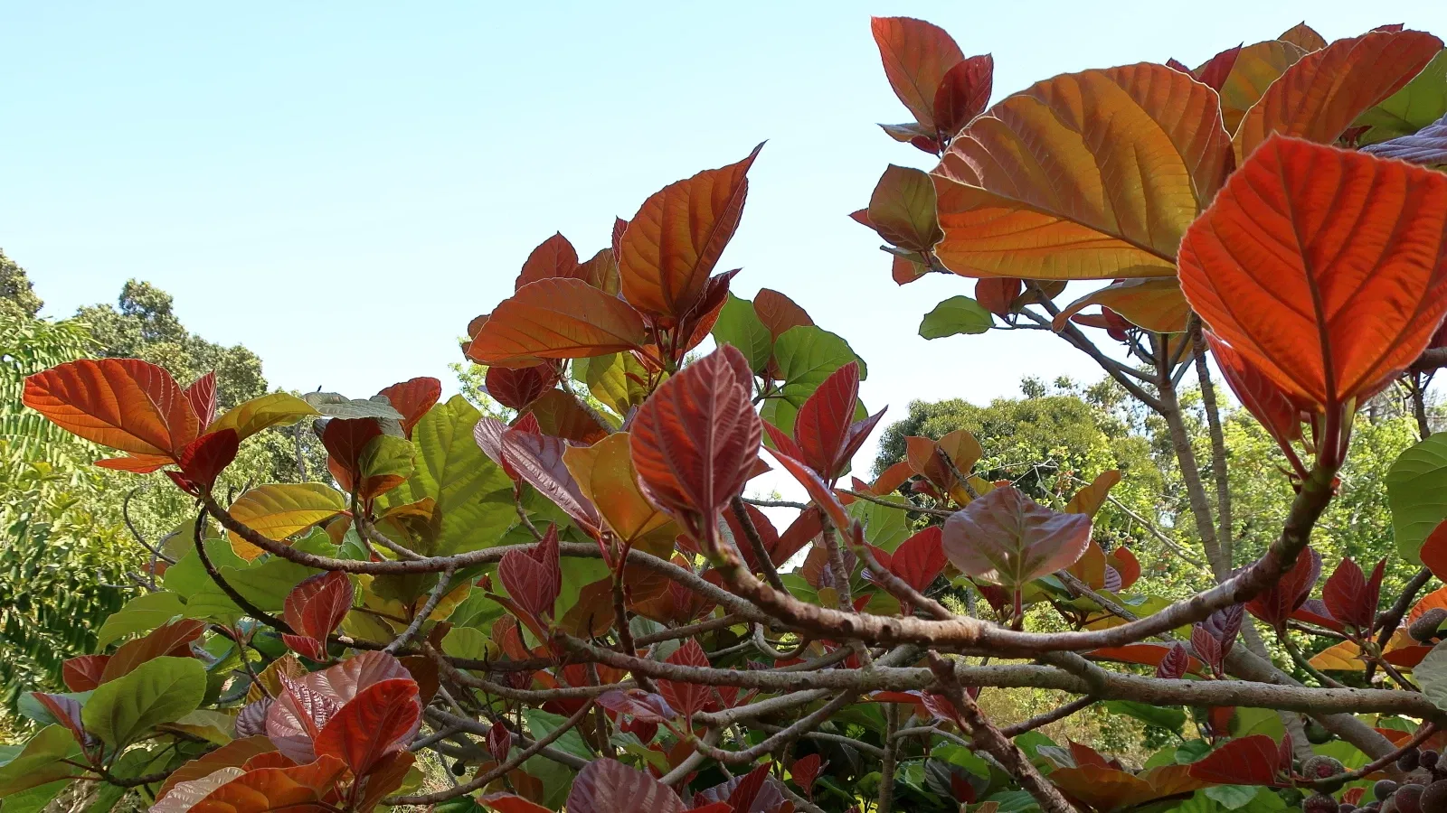 San Diego Botanic Garden