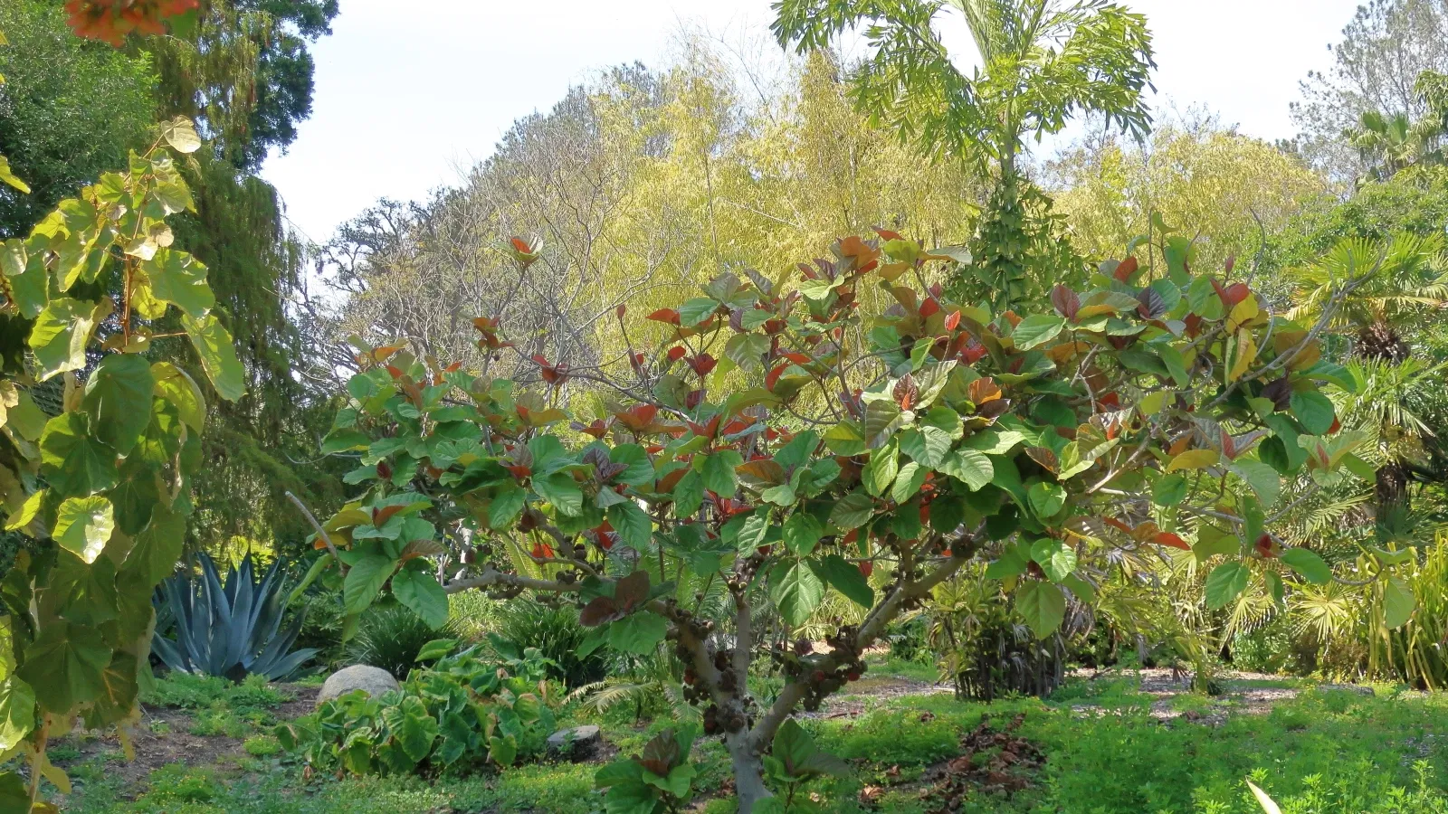Jardín botánico de San Diego