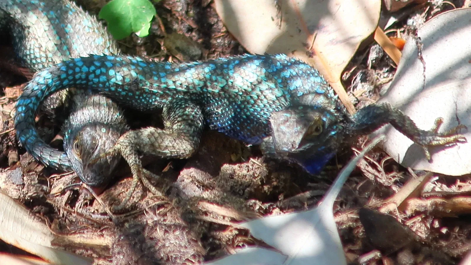 San Diego Botanic Garden