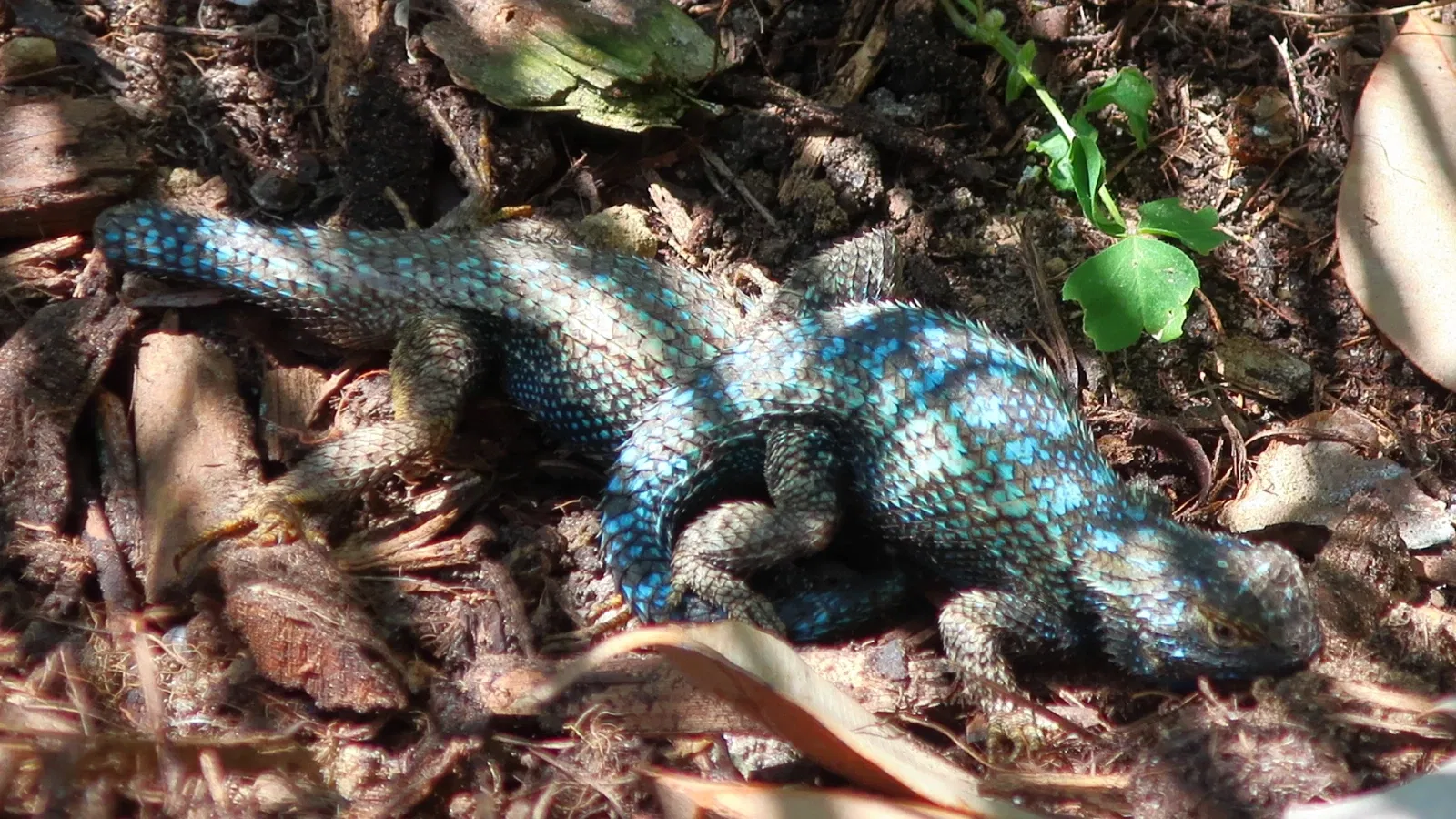 San Diego Botanic Garden