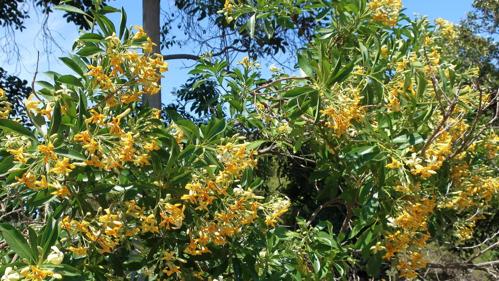 San Diego Botanic Garden