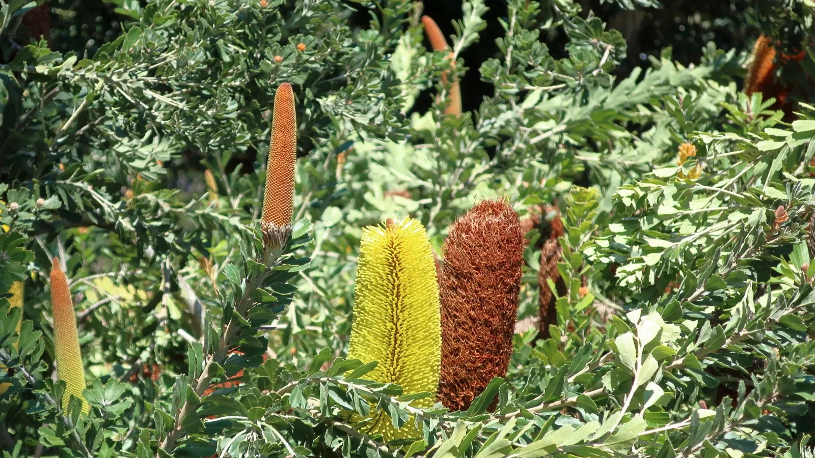 Jardín botánico de San Diego