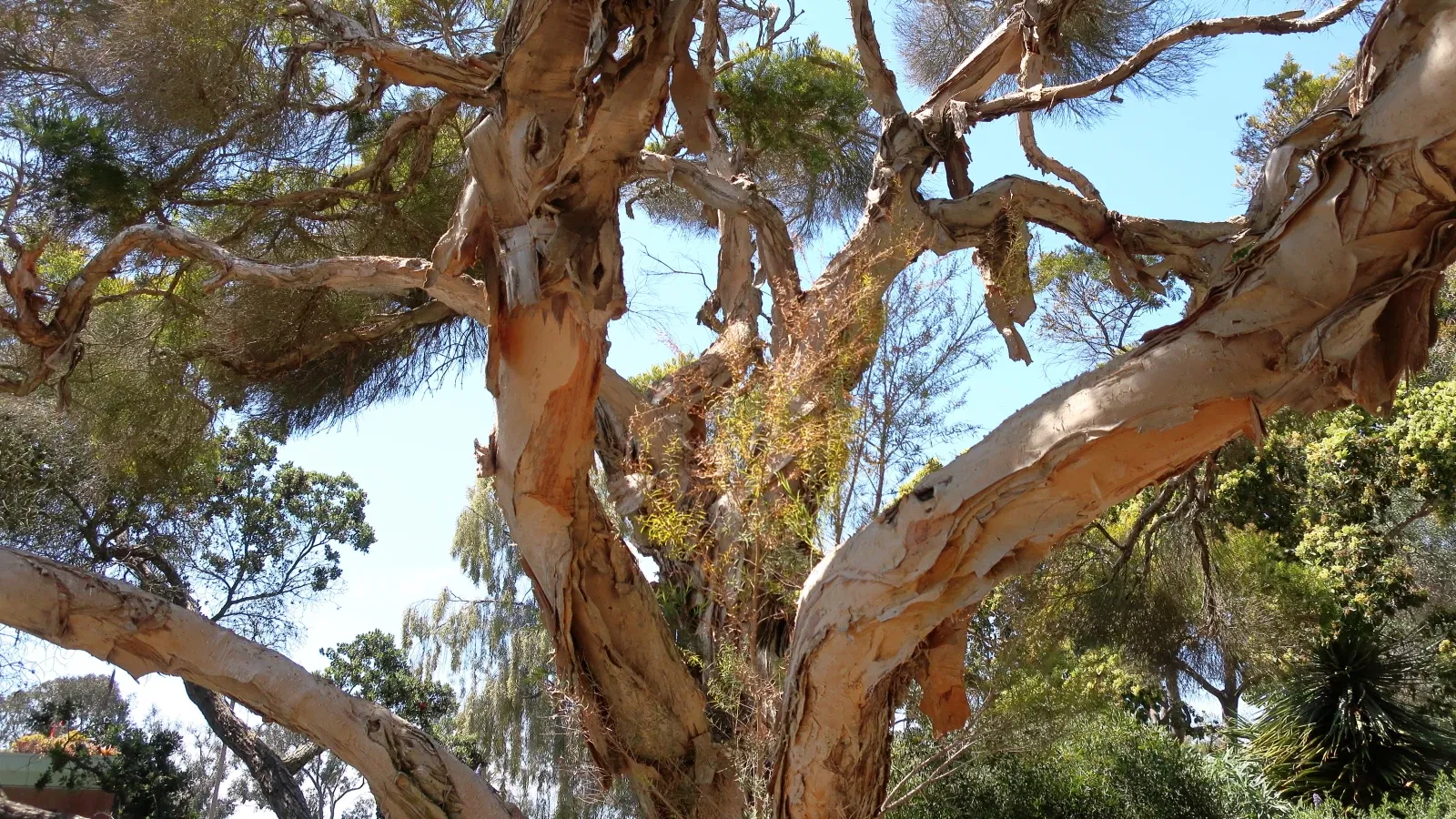 San Diego Botanic Garden