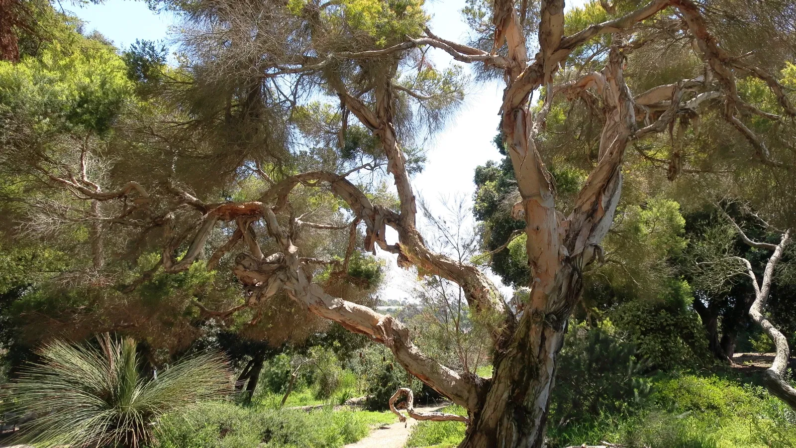 Jardín botánico de San Diego