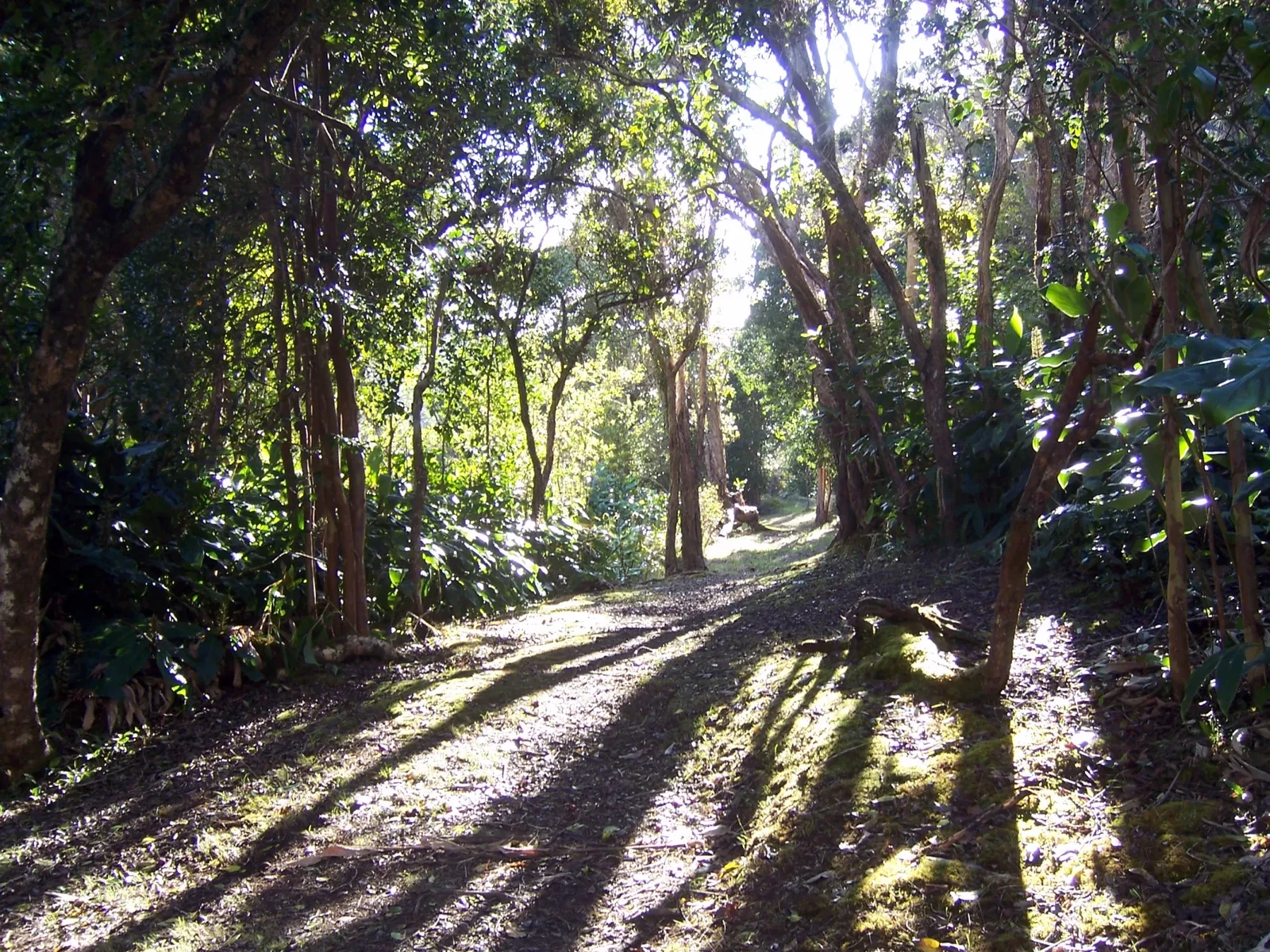 Hui o Laka - Kokee State Park
