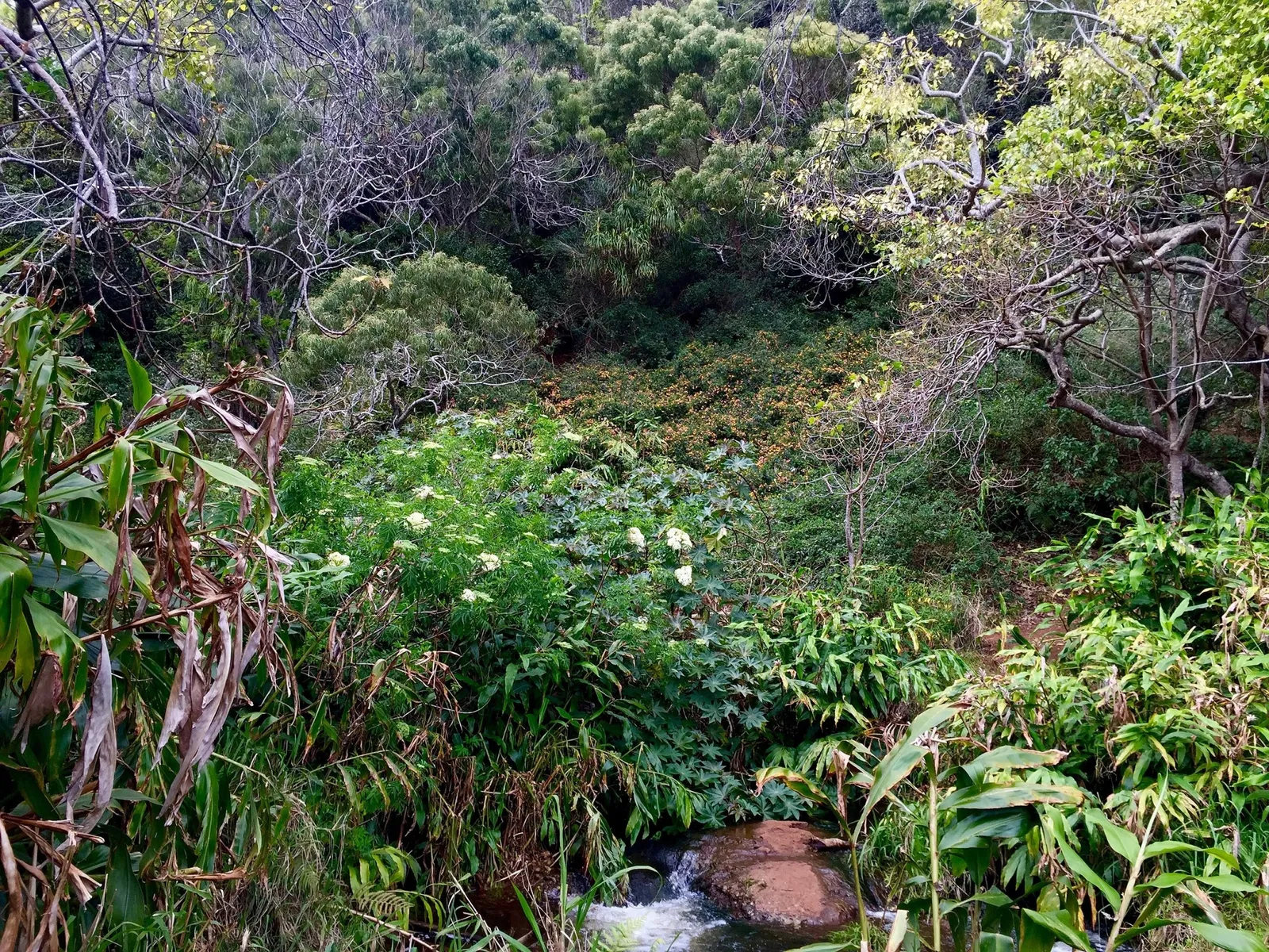 Hui o Laka - Kokee State Park