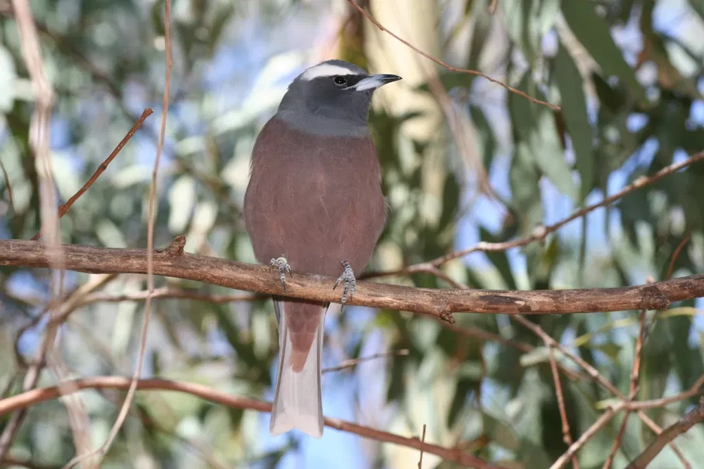 Taronga Western Plains Zoo