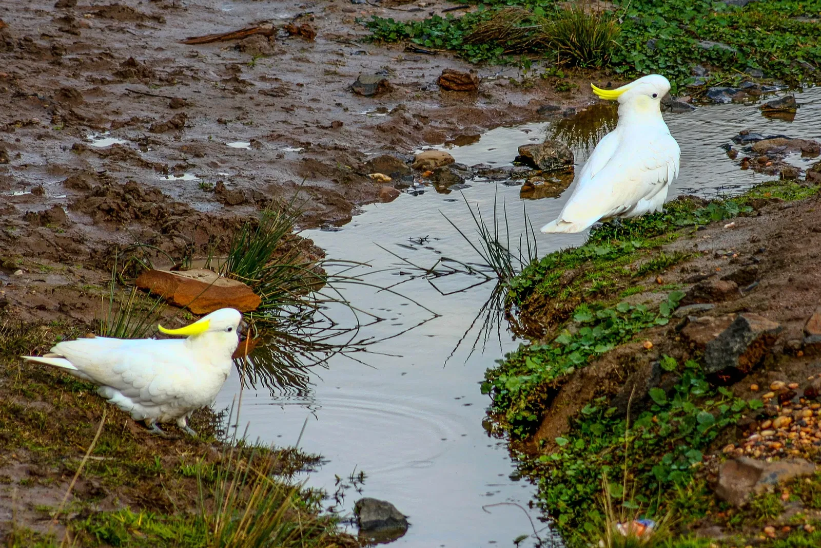 Taronga Western Plains Zoo