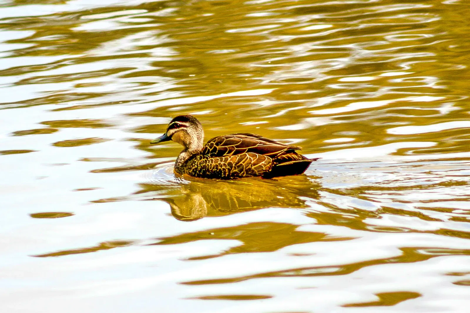 Taronga Western Plains Zoo