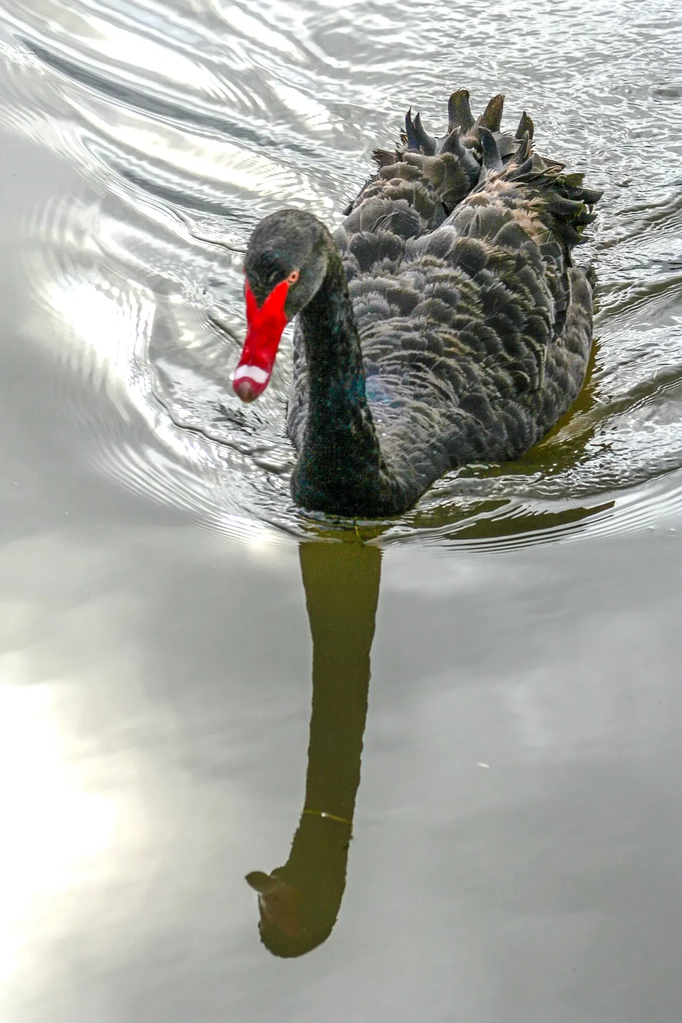 Taronga Western Plains Zoo