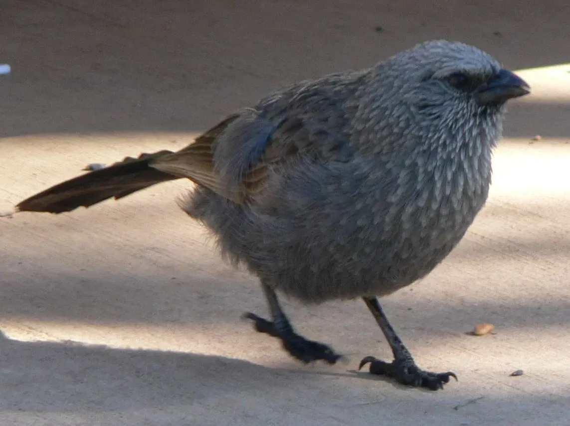Taronga Western Plains Zoo