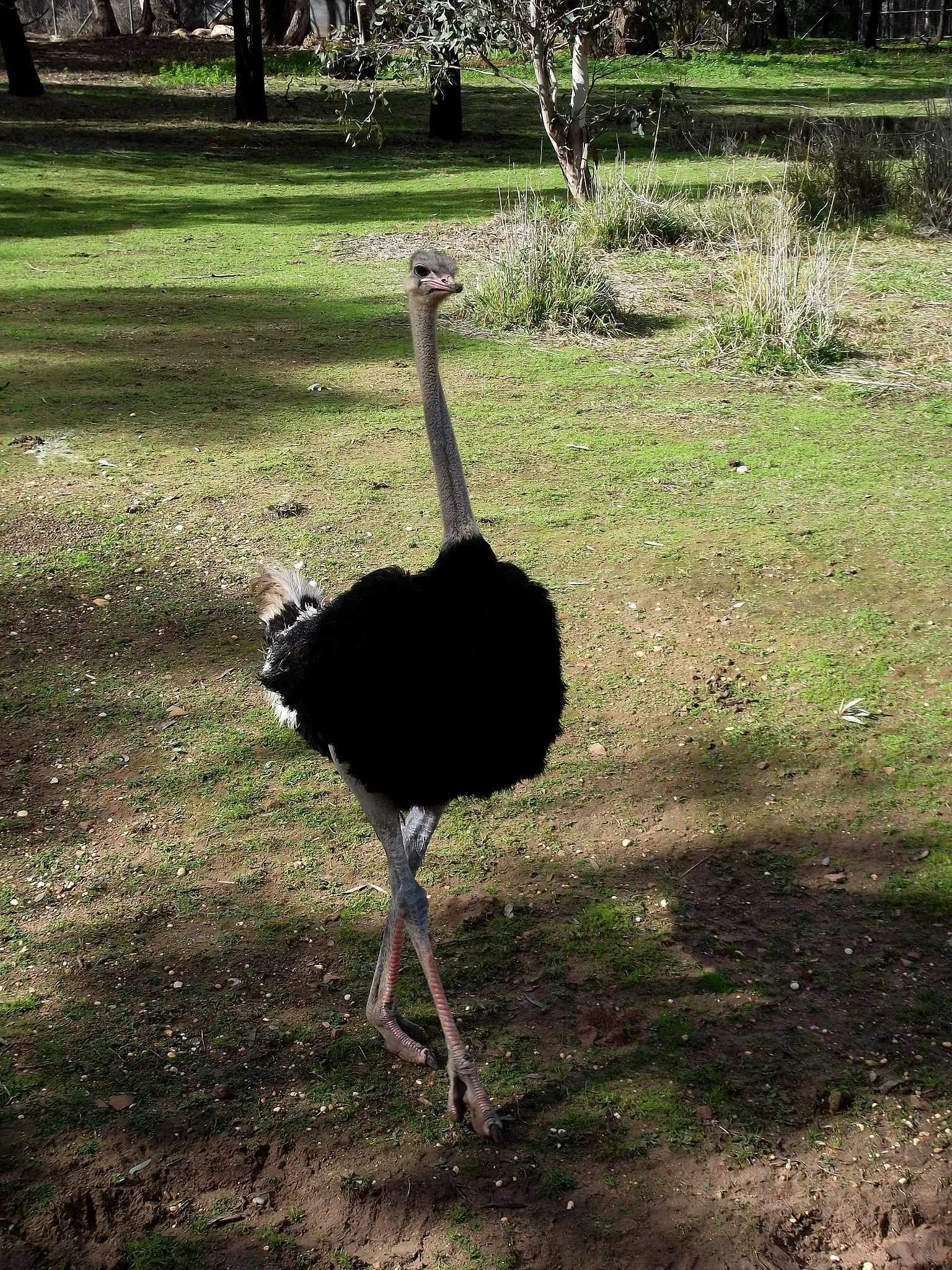 Taronga Western Plains Zoo