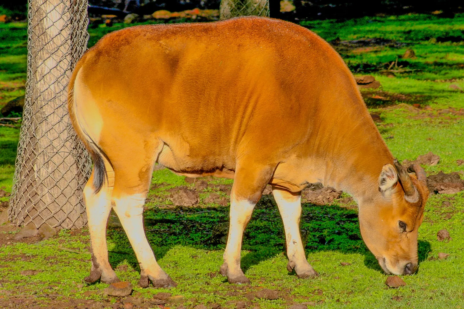Taronga Western Plains Zoo