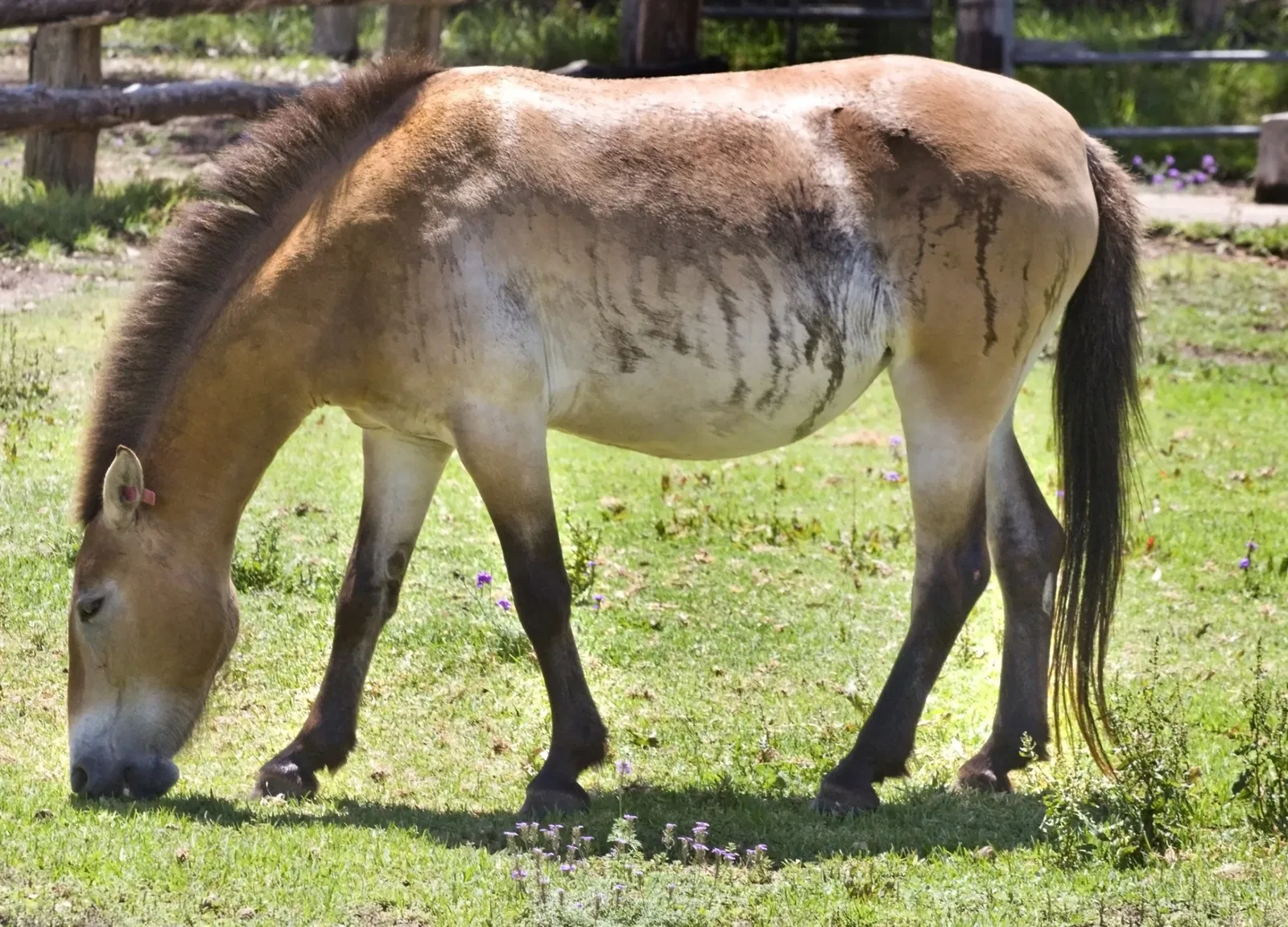 Taronga Western Plains Zoo