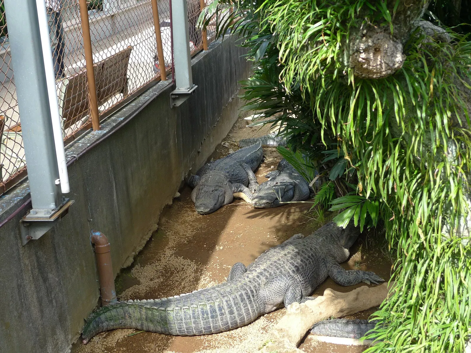 Atagawa Tropical & Alligator Garden