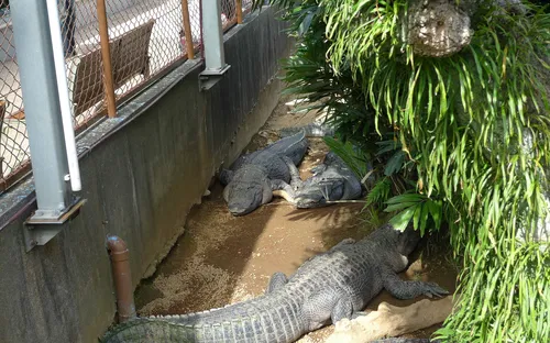 Atagawa Tropical & Alligator Garden