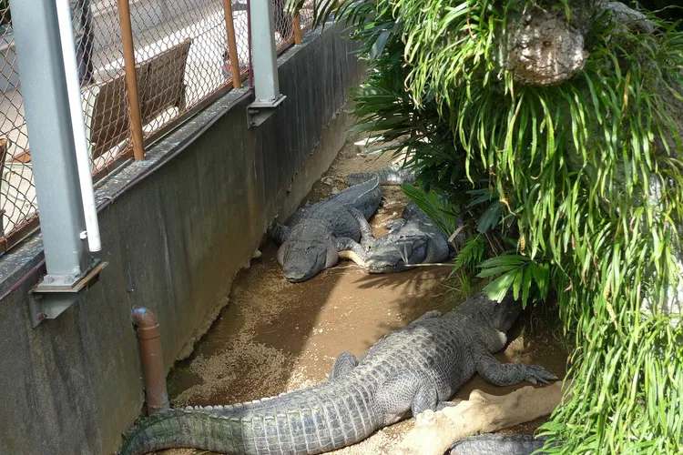 Atagawa Tropical & Alligator Garden