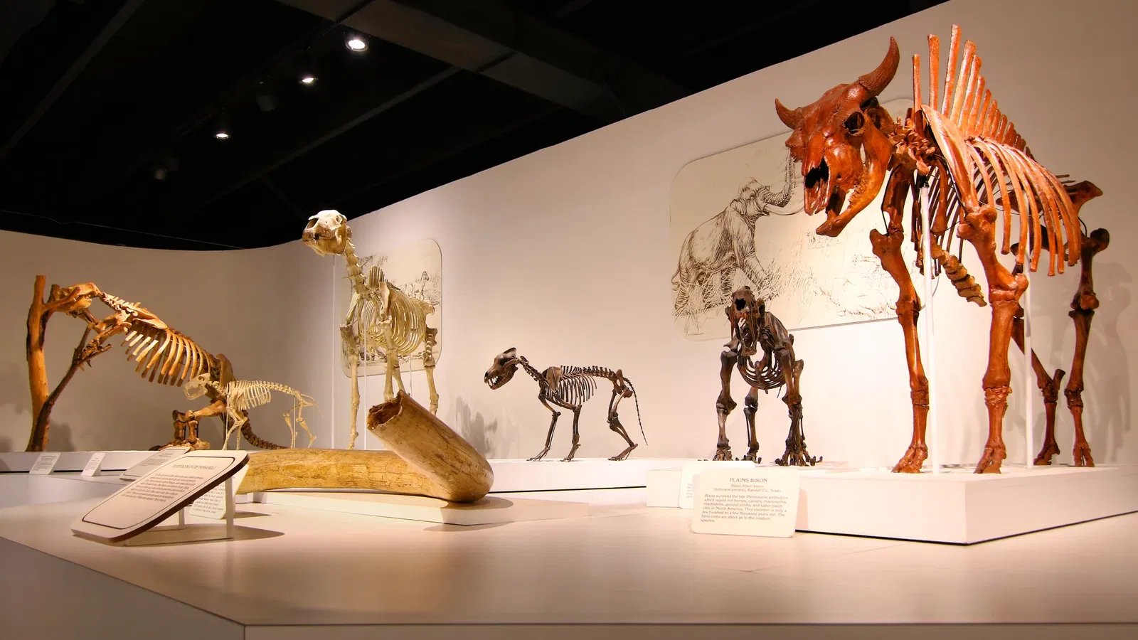 Panhandle–Plains Historical Museum