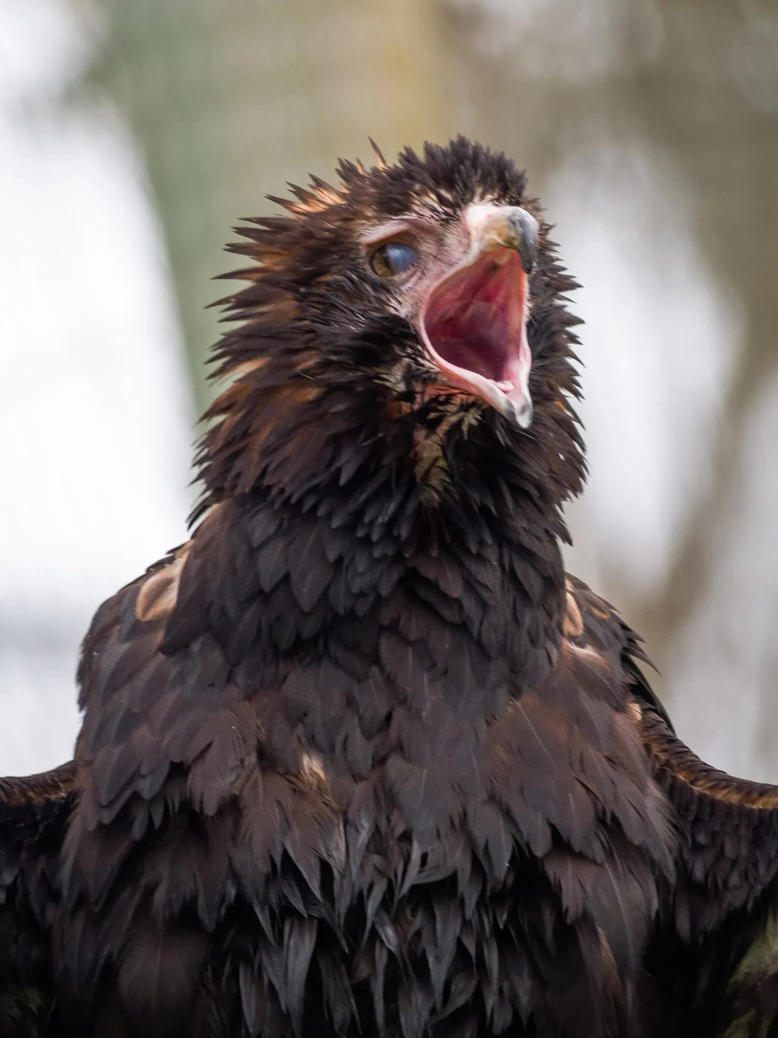 Ballarat Wildlife Park