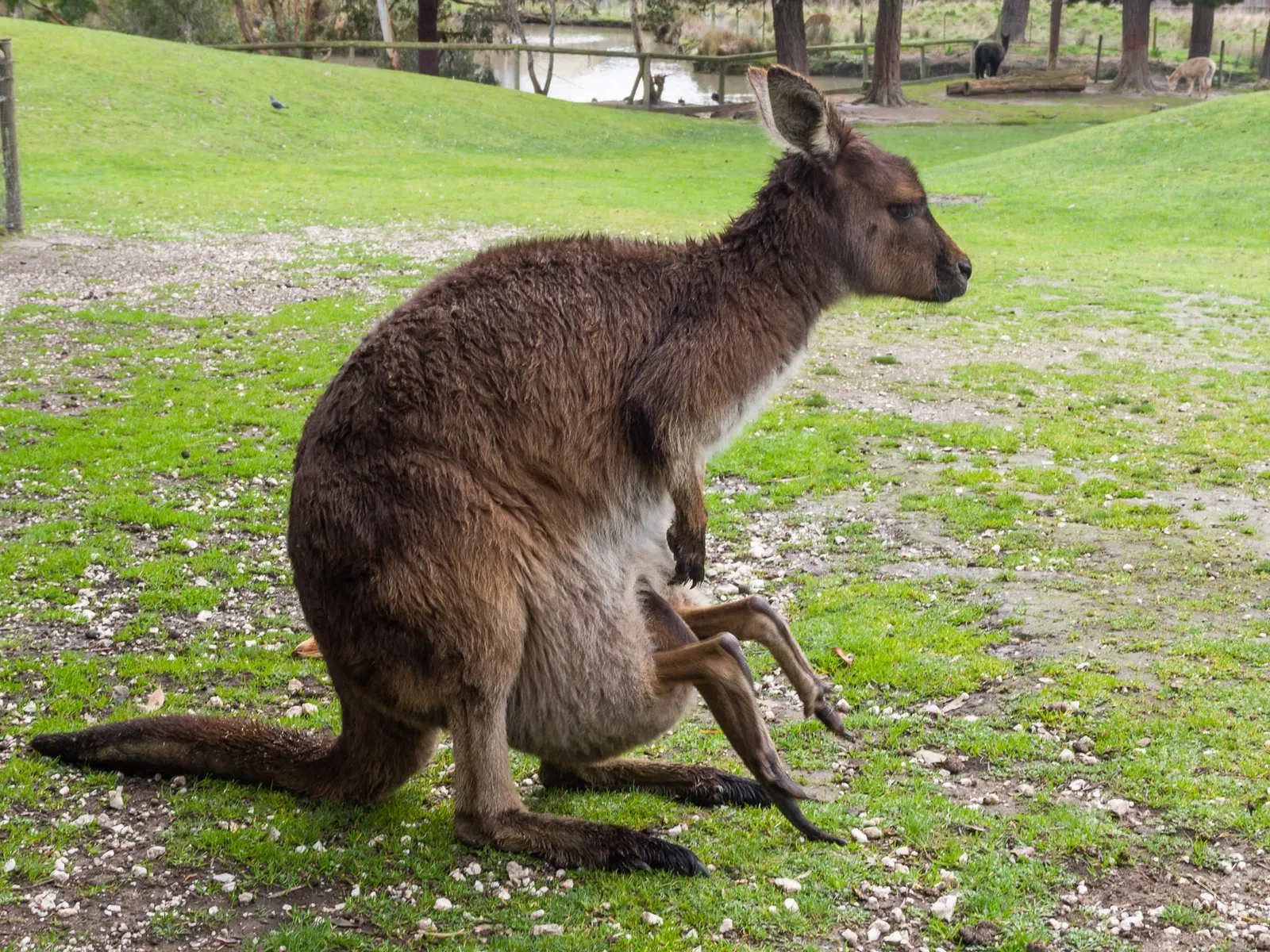 Ballarat Wildlife Park