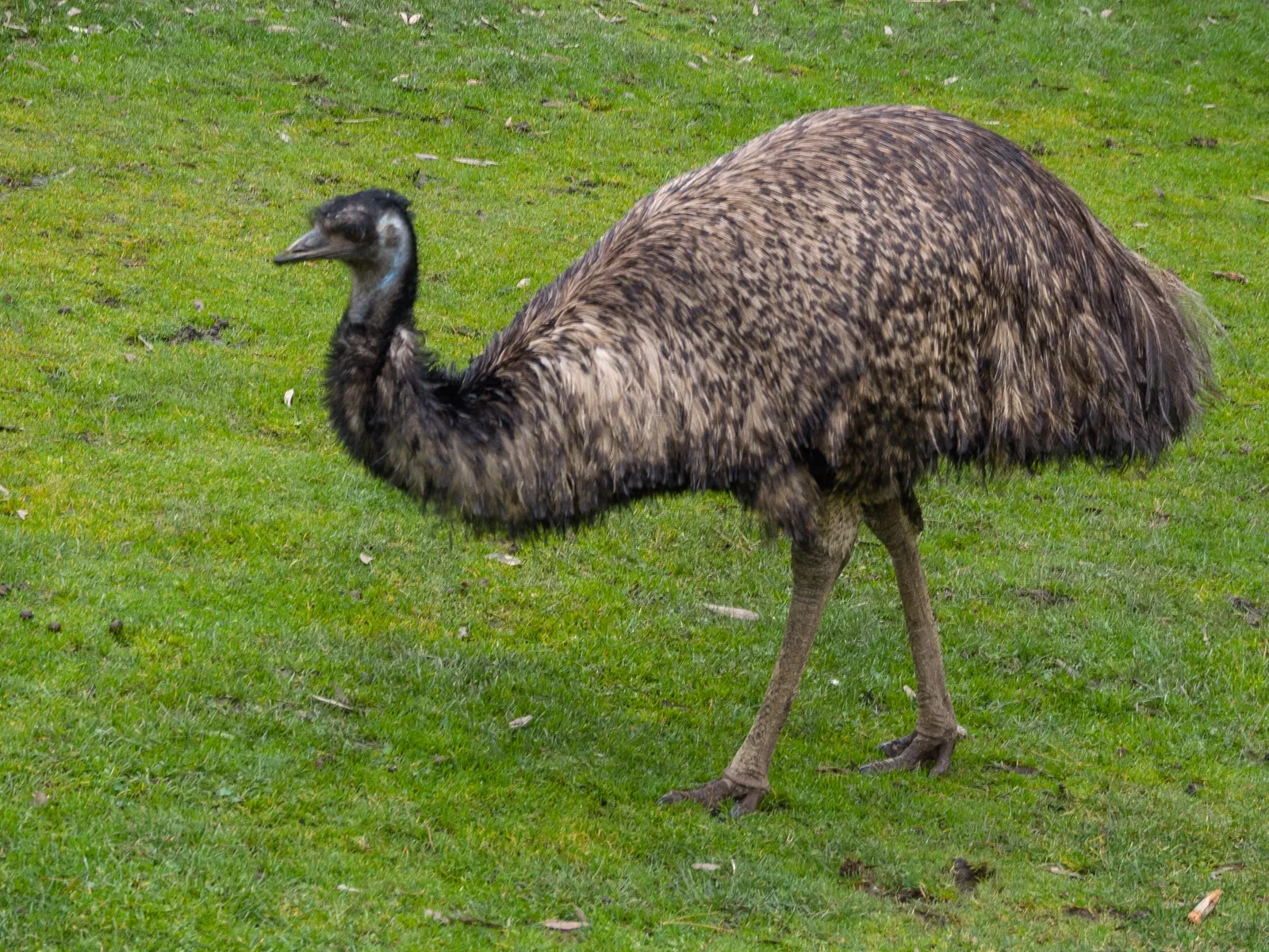 Ballarat Wildlife Park