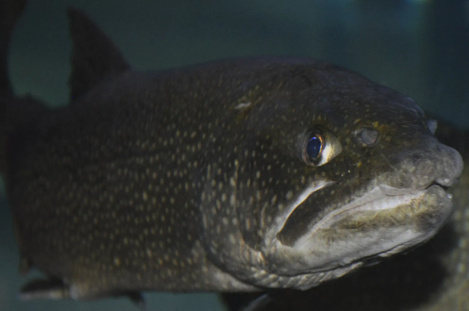 Adirondack Experience The Museum on Blue Mountain Lake