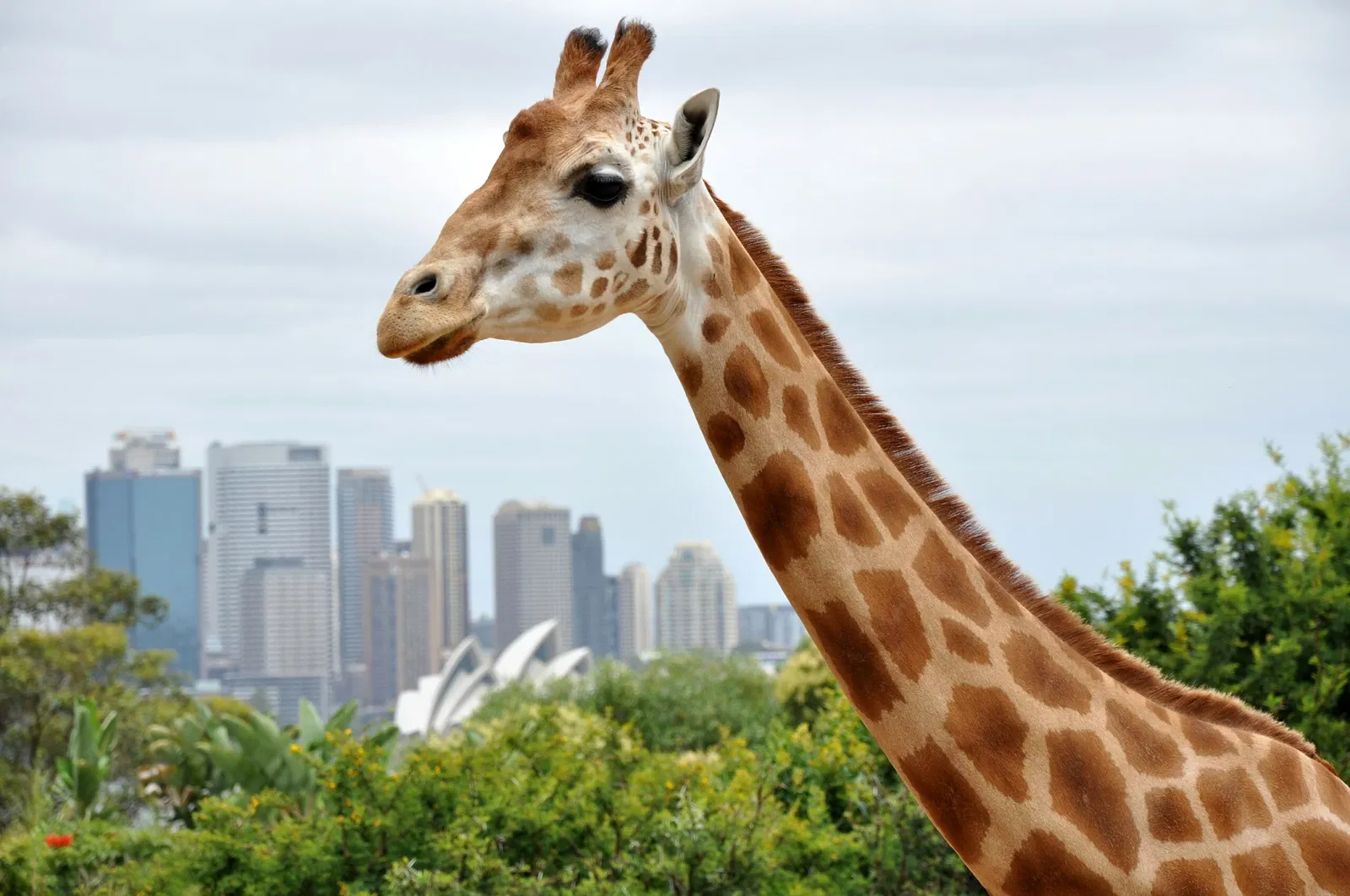 Taronga Zoo Sydney