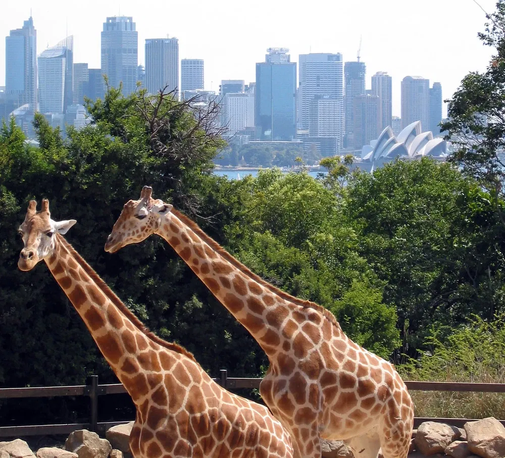 Zoo de Taronga