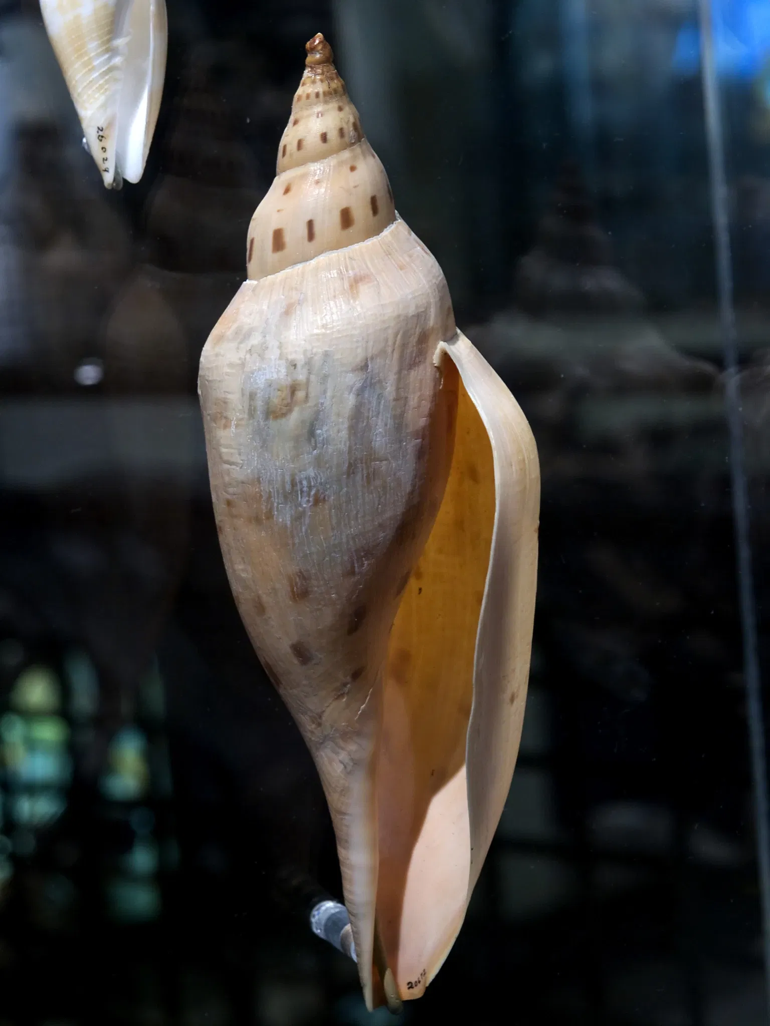 Houston Museum Of Natural Science