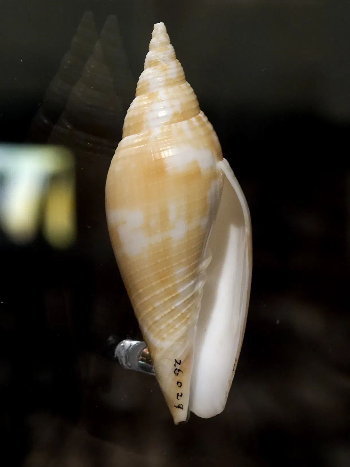 Houston Museum Of Natural Science