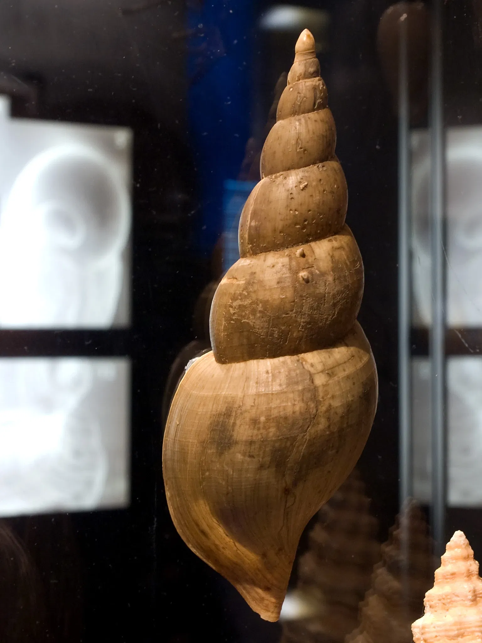 Houston Museum Of Natural Science