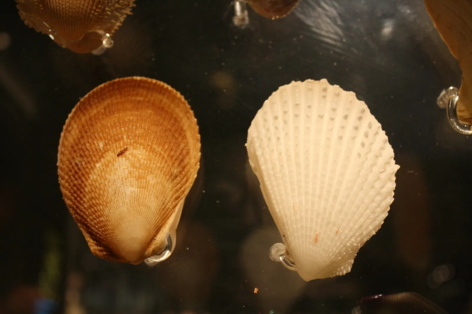 Houston Museum Of Natural Science