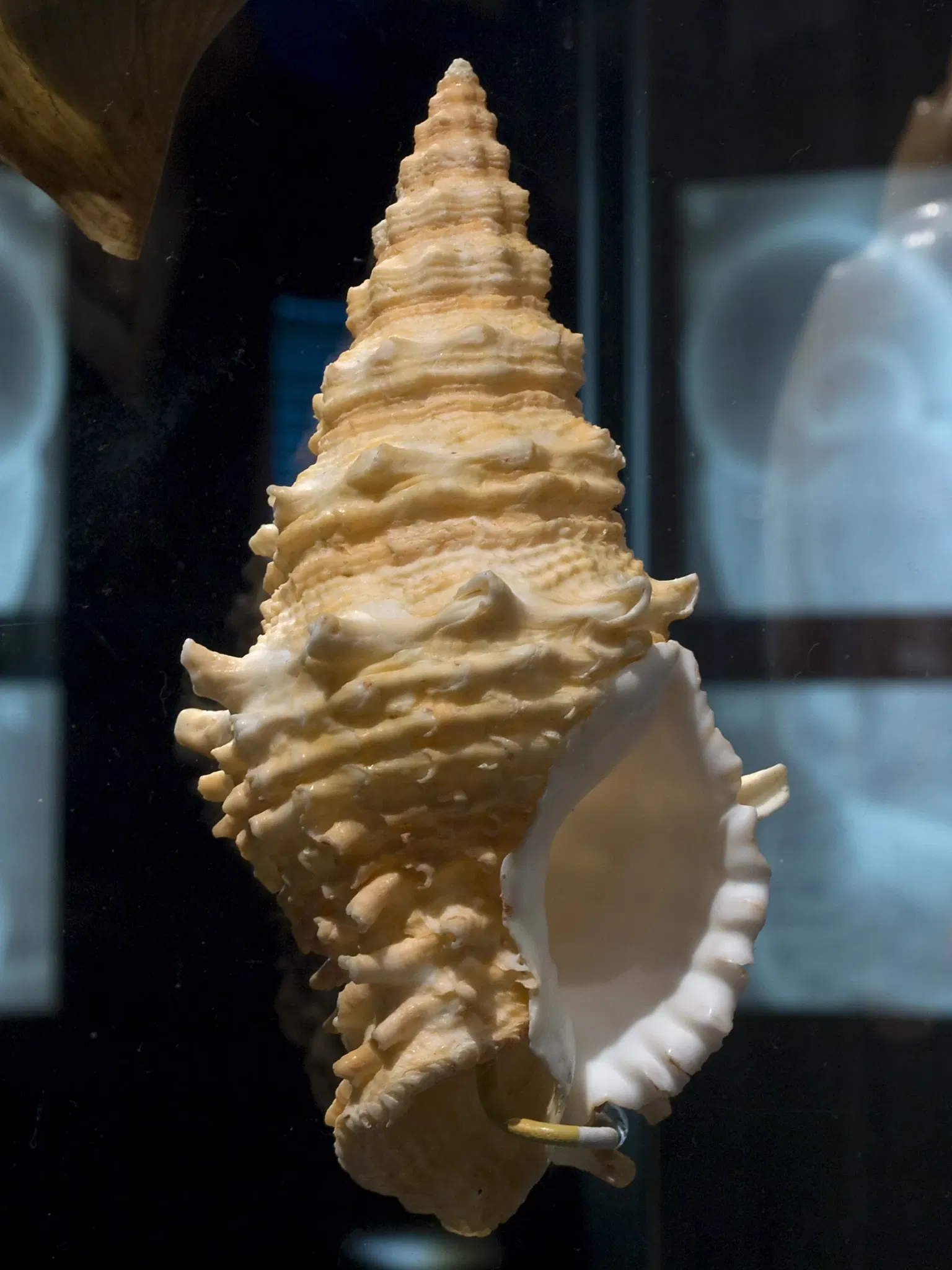 Houston Museum Of Natural Science