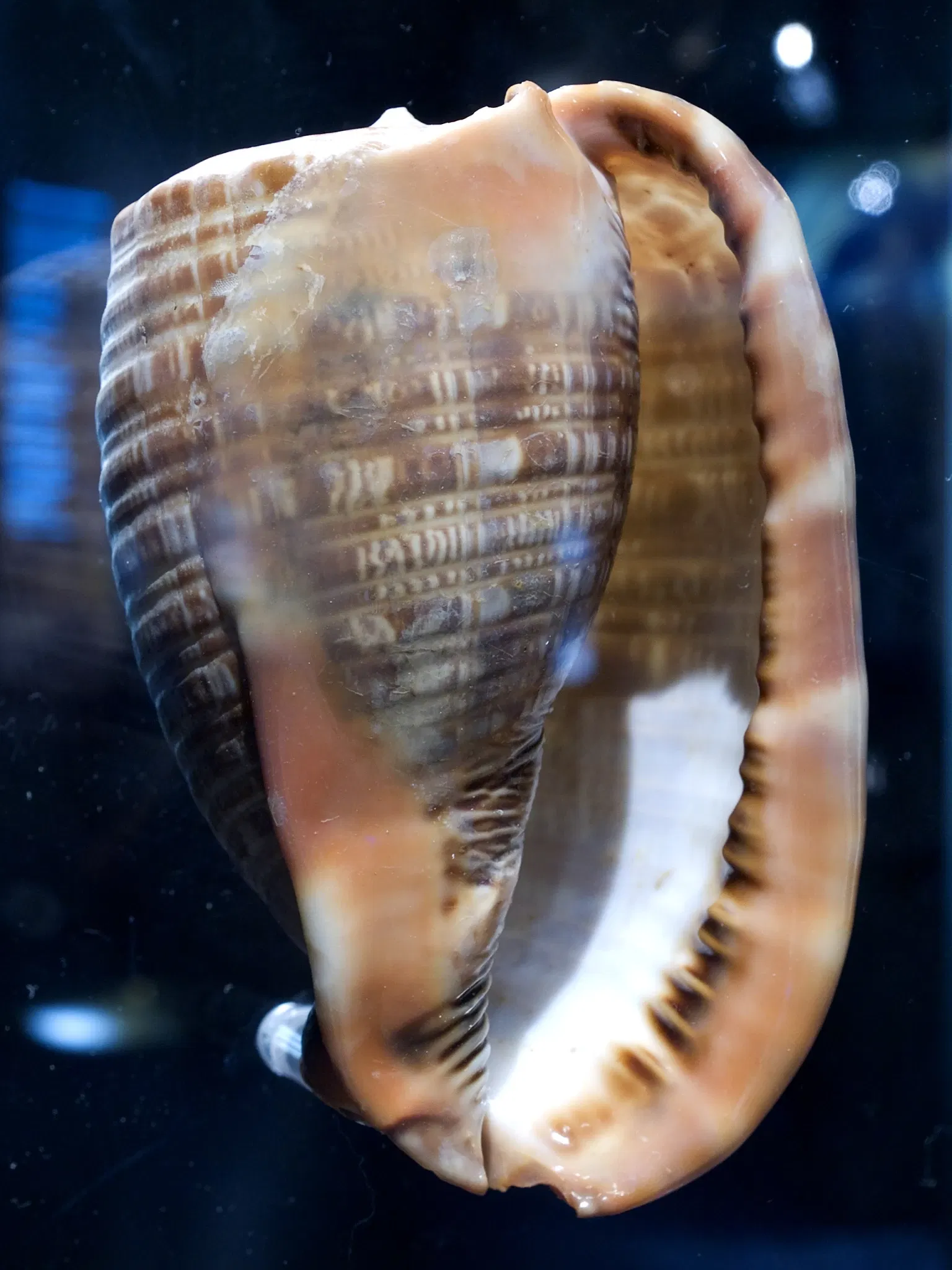 Houston Museum Of Natural Science