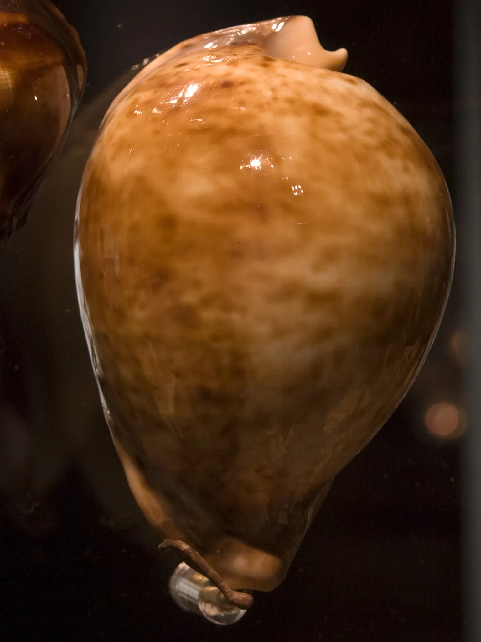 Houston Museum Of Natural Science