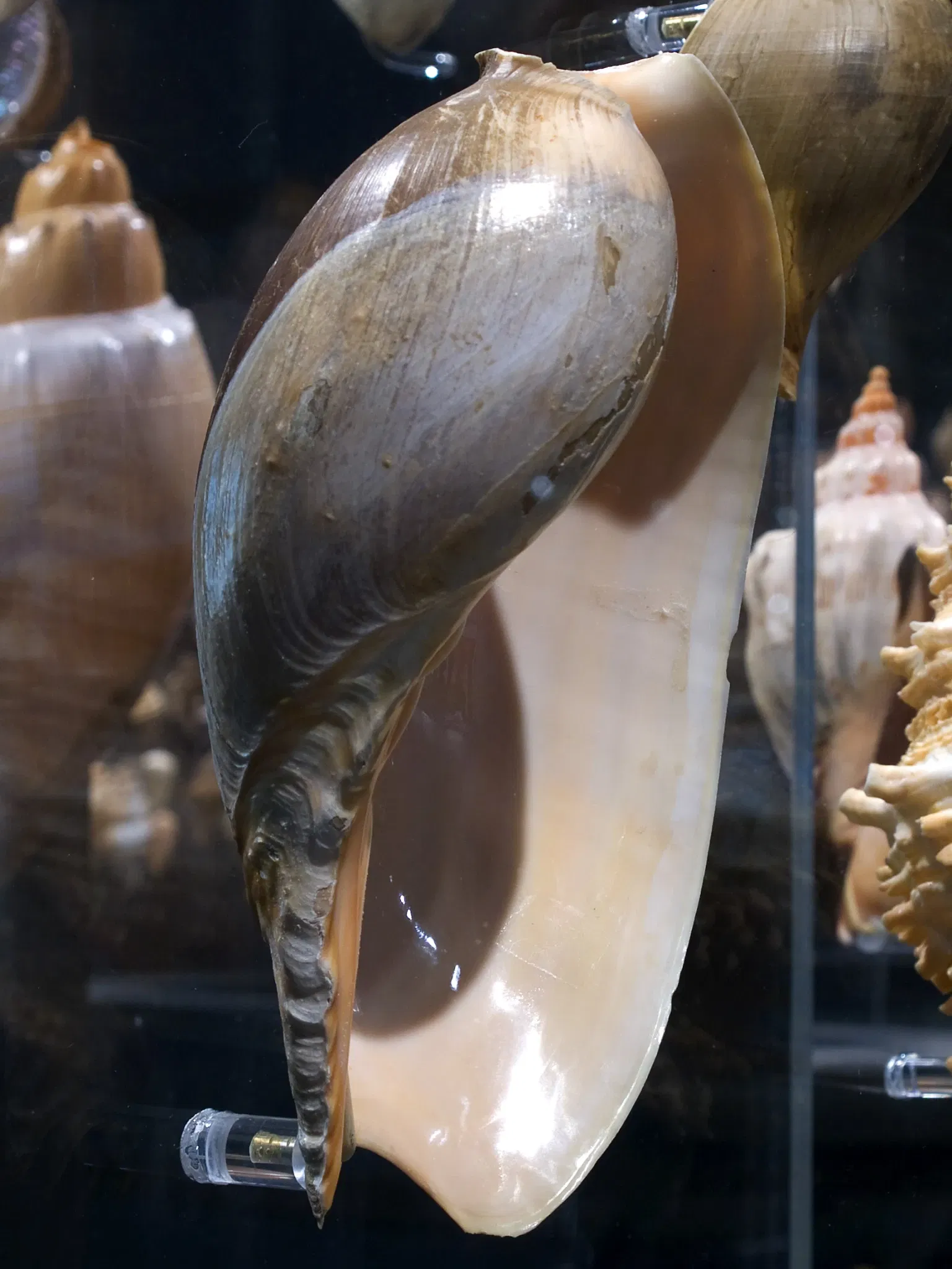 Houston Museum Of Natural Science