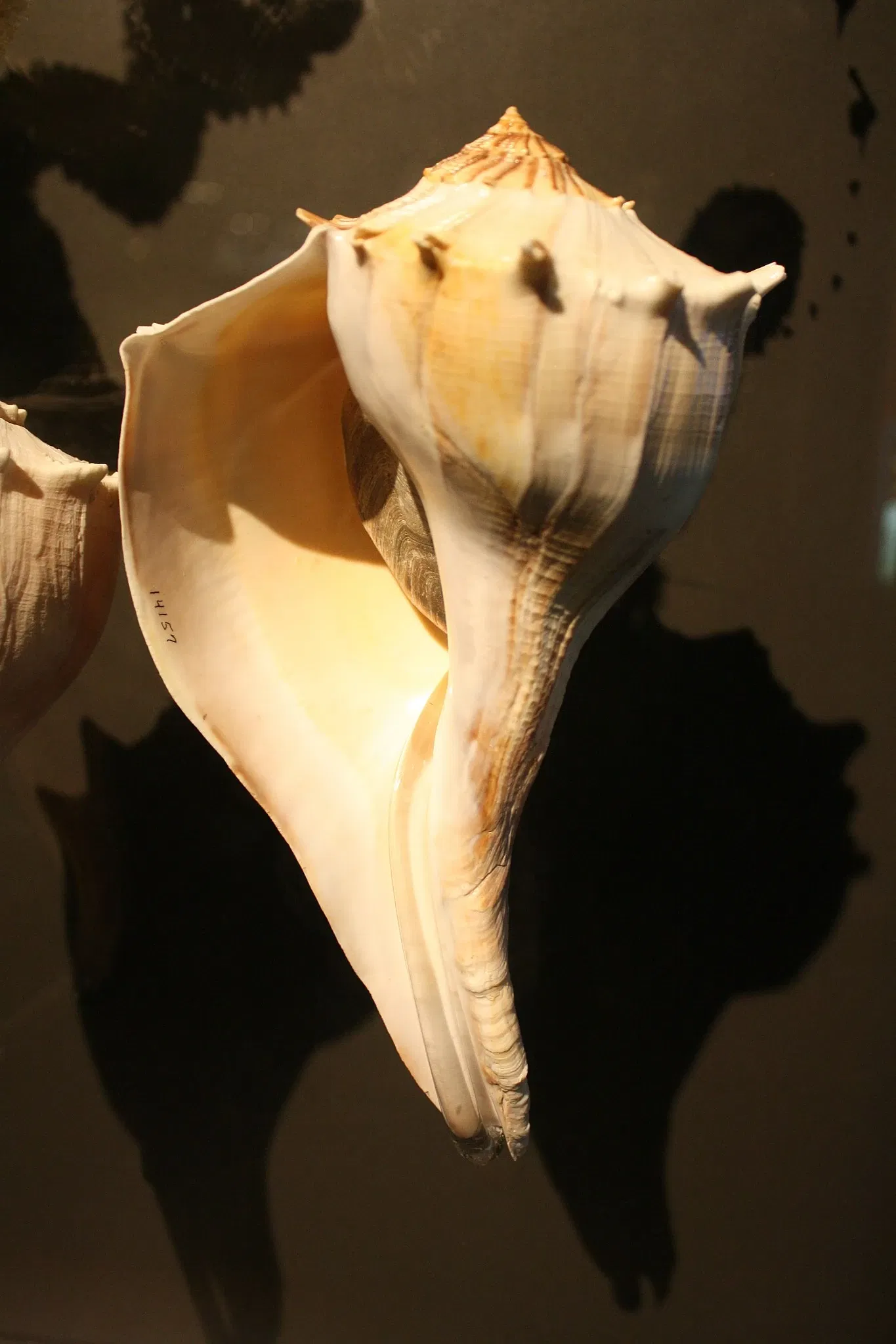 Houston Museum Of Natural Science