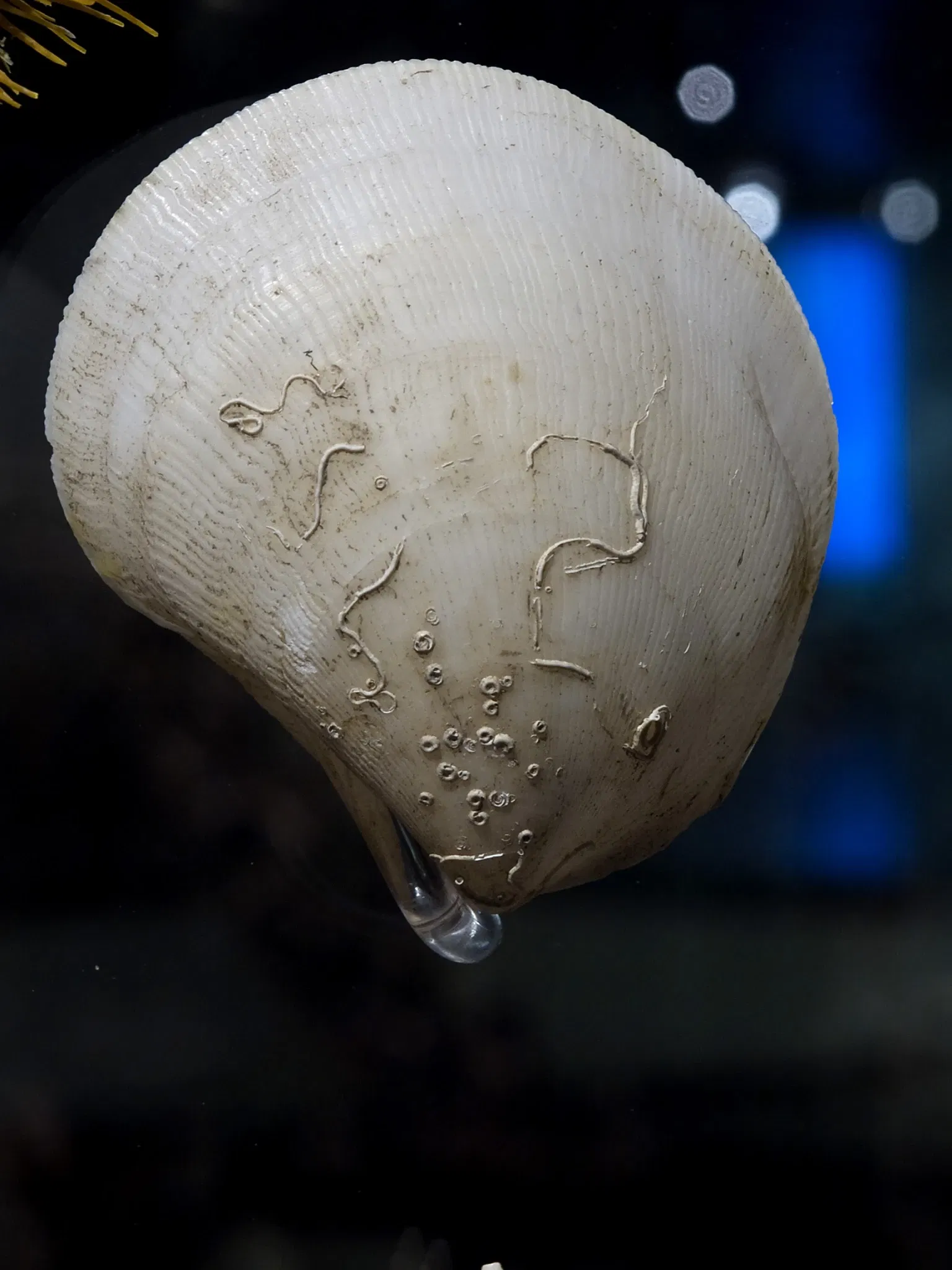 Houston Museum Of Natural Science