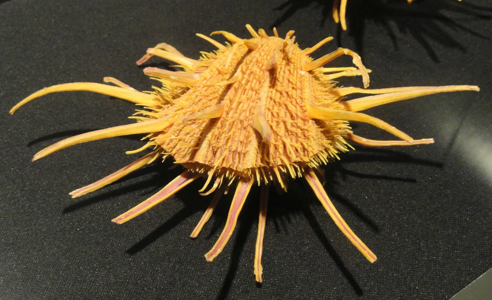 Houston Museum Of Natural Science