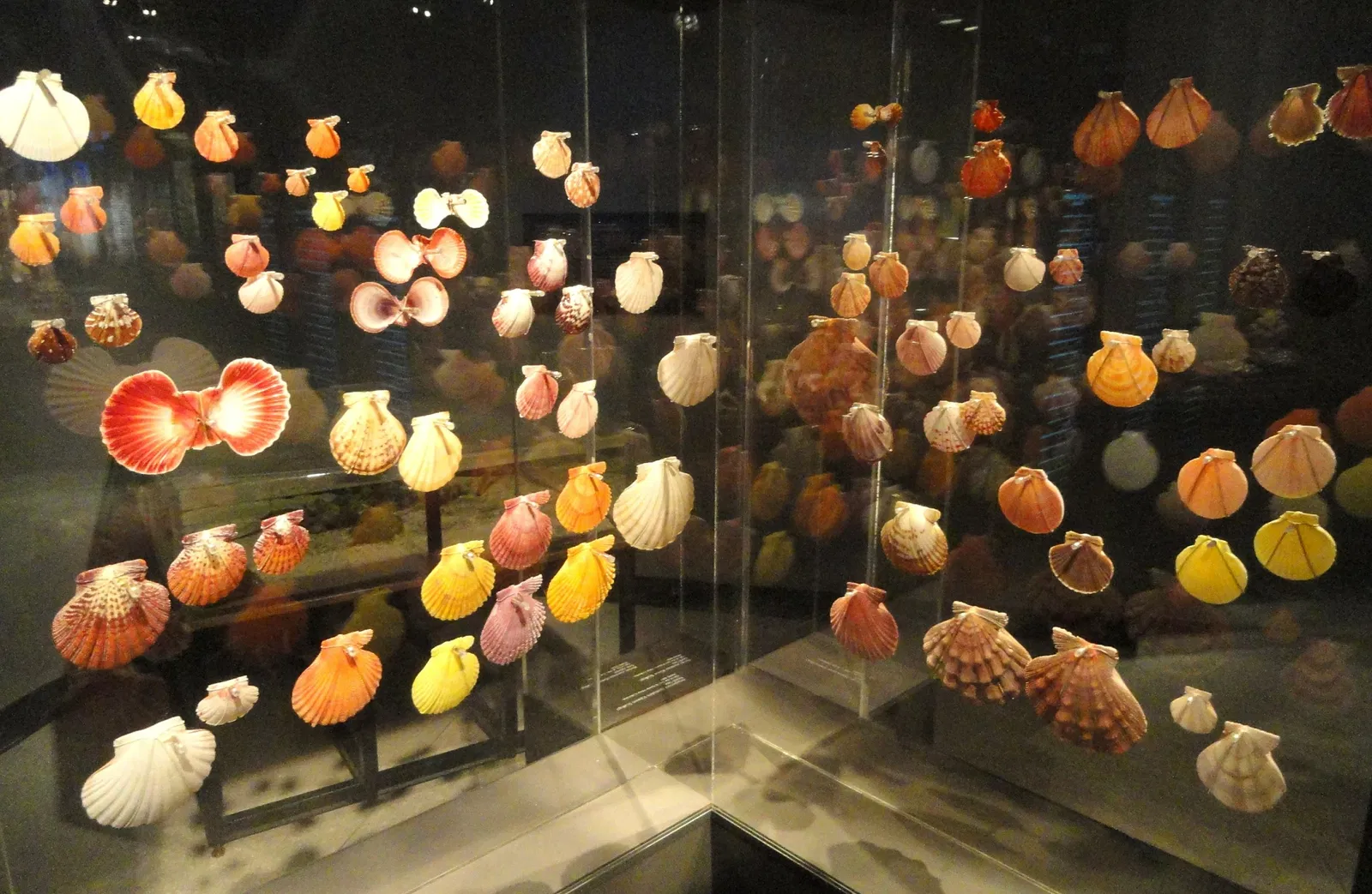 Houston Museum Of Natural Science