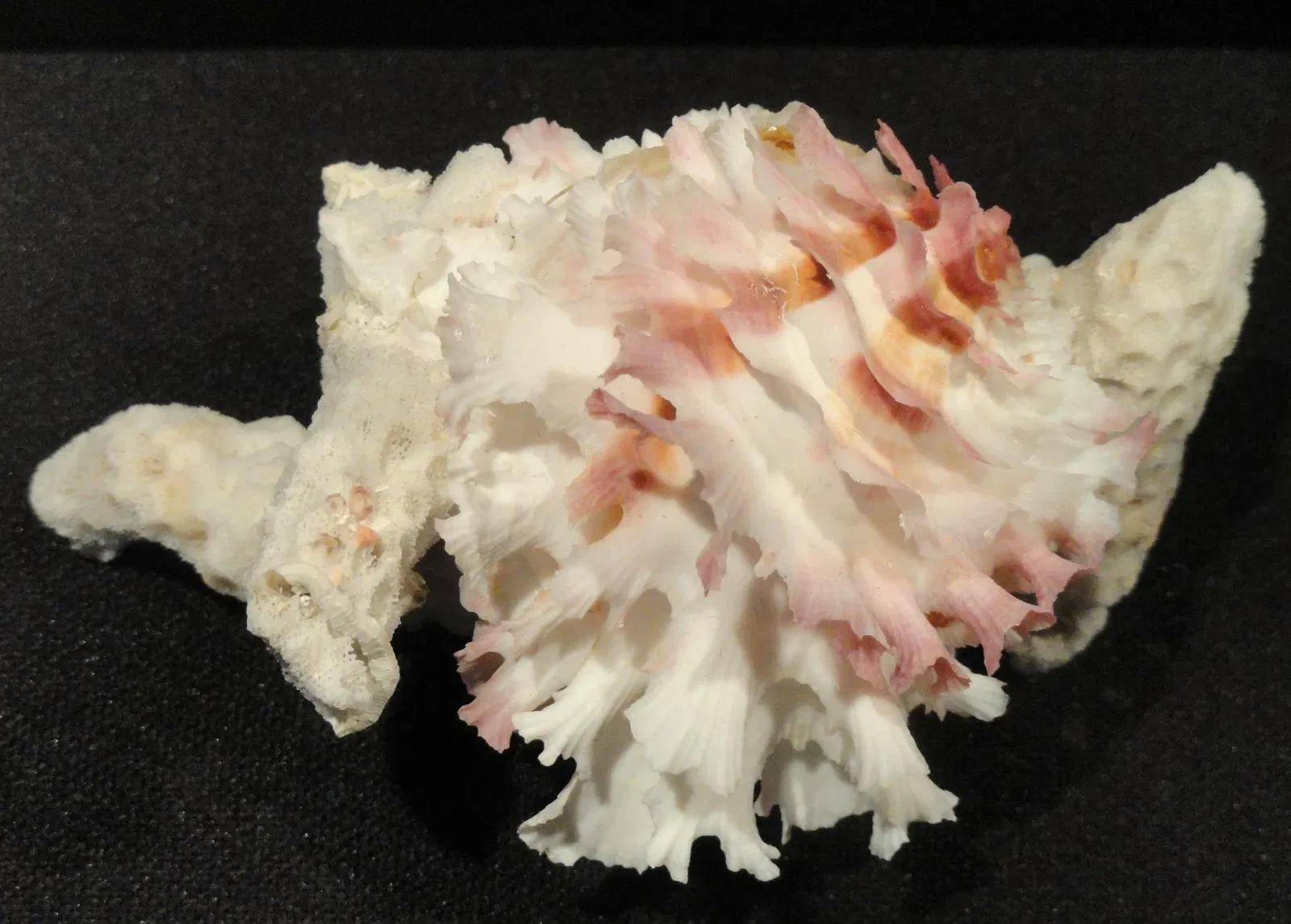 Houston Museum Of Natural Science