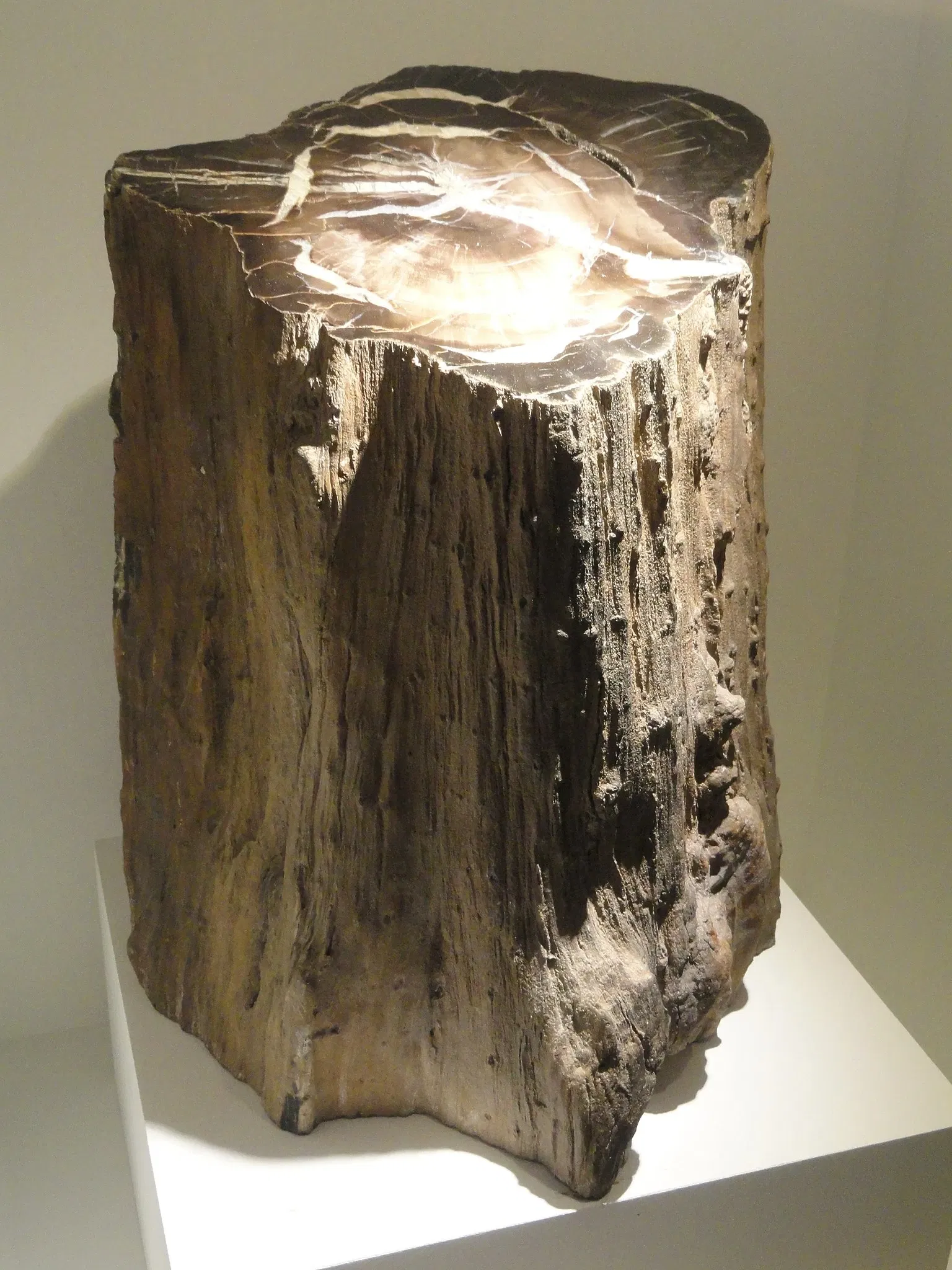 Houston Museum Of Natural Science