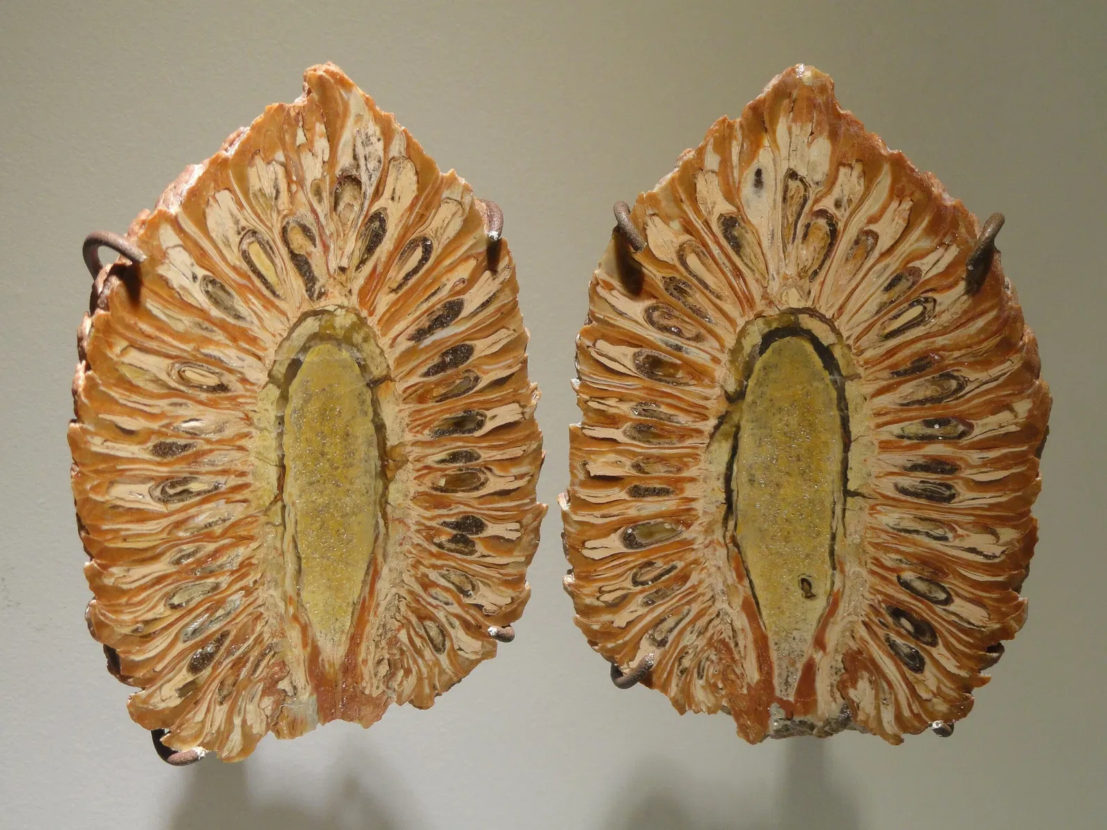 Houston Museum Of Natural Science